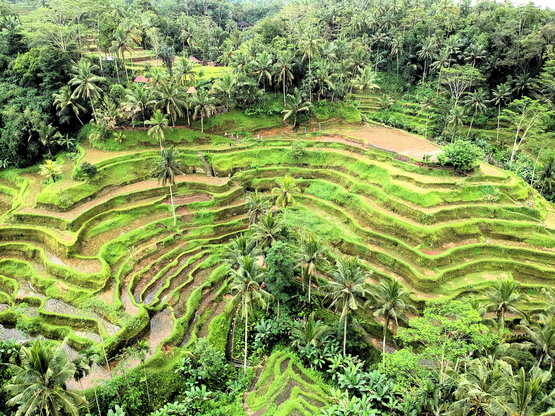 ubud cancer astrology travel