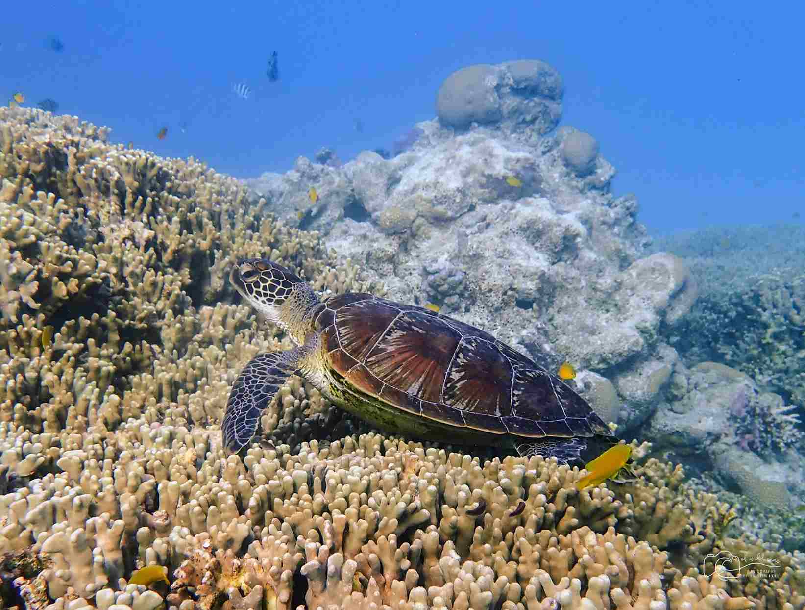 Great Barrier Reef Orte um Schildkröten zu sehen