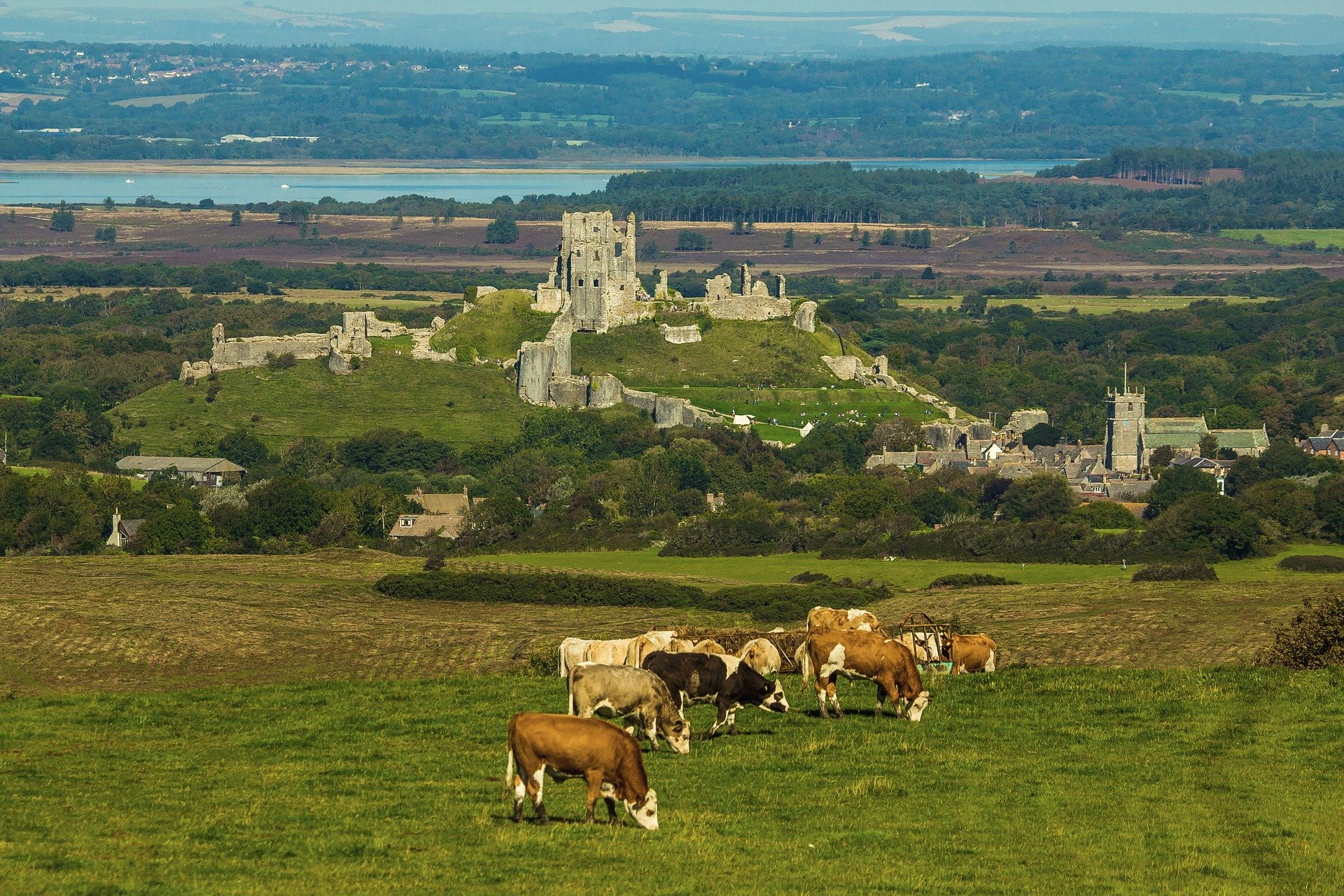 Kühe grasen vor der Ruinen von Corfe Castle in England.