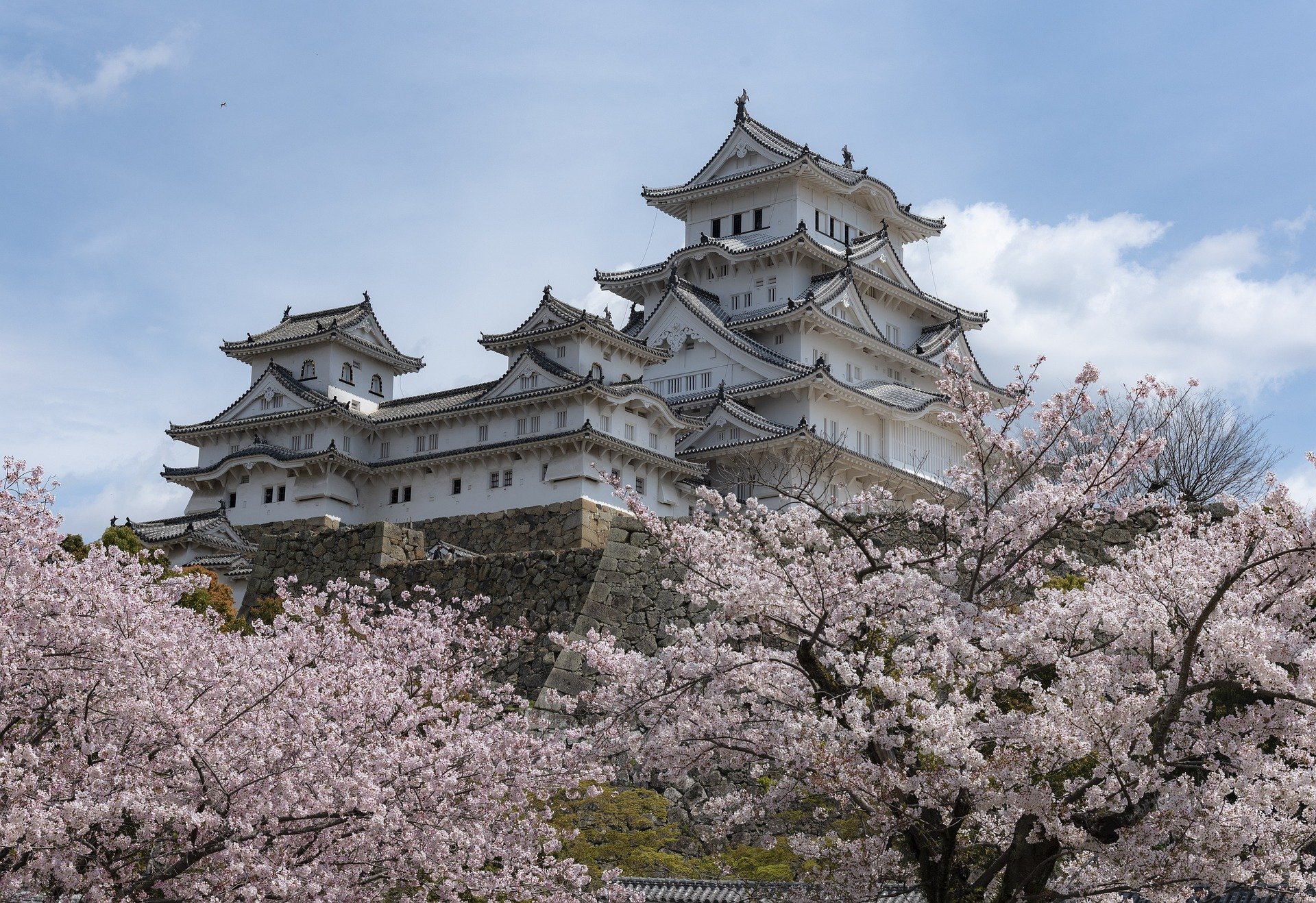 Ein japanisches Schloss umgeben von Kirschblüten