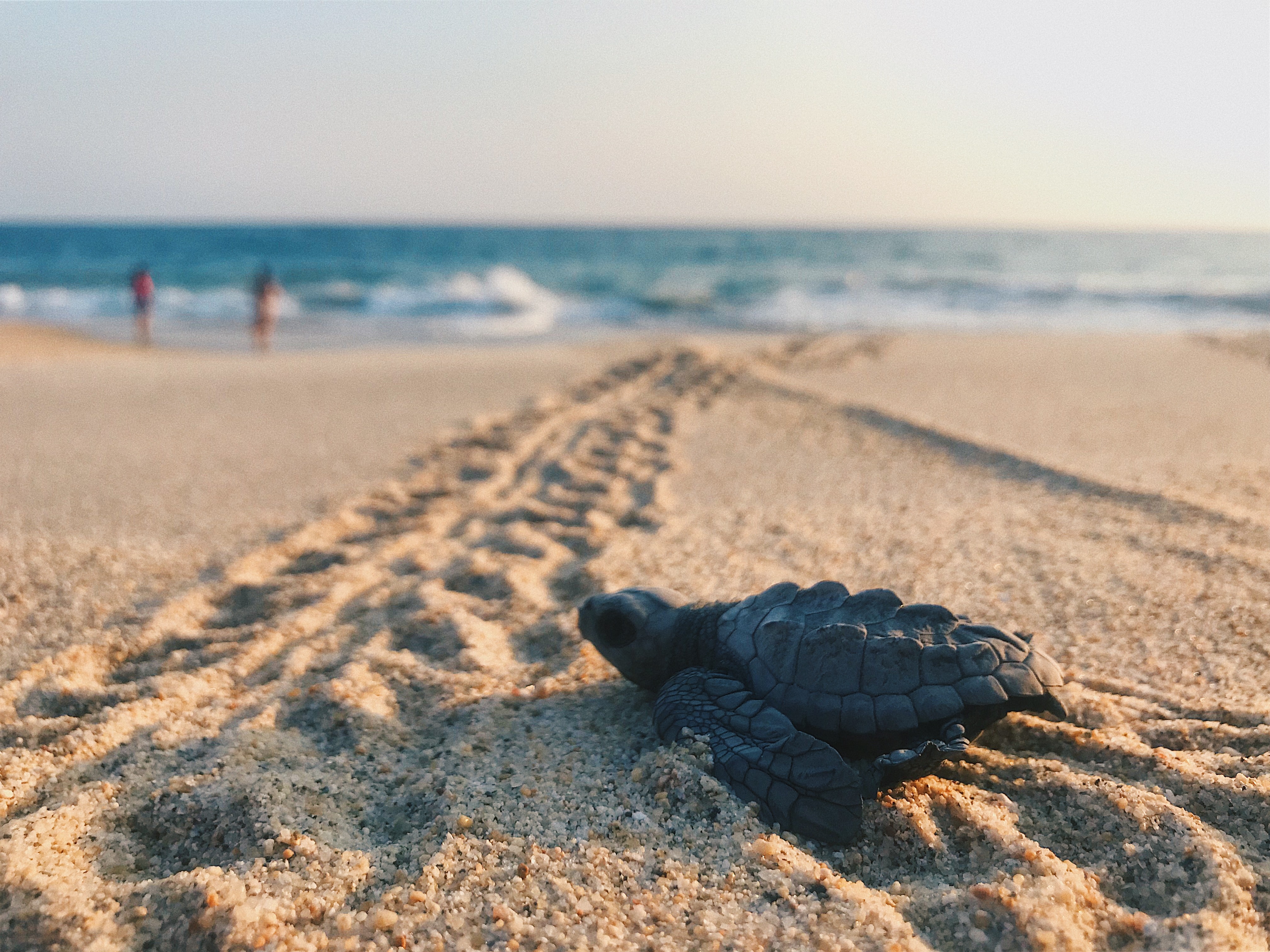 Schildkröten Jungtier an einem sonnigen Strand, nicht weit entfernt vom Meer.