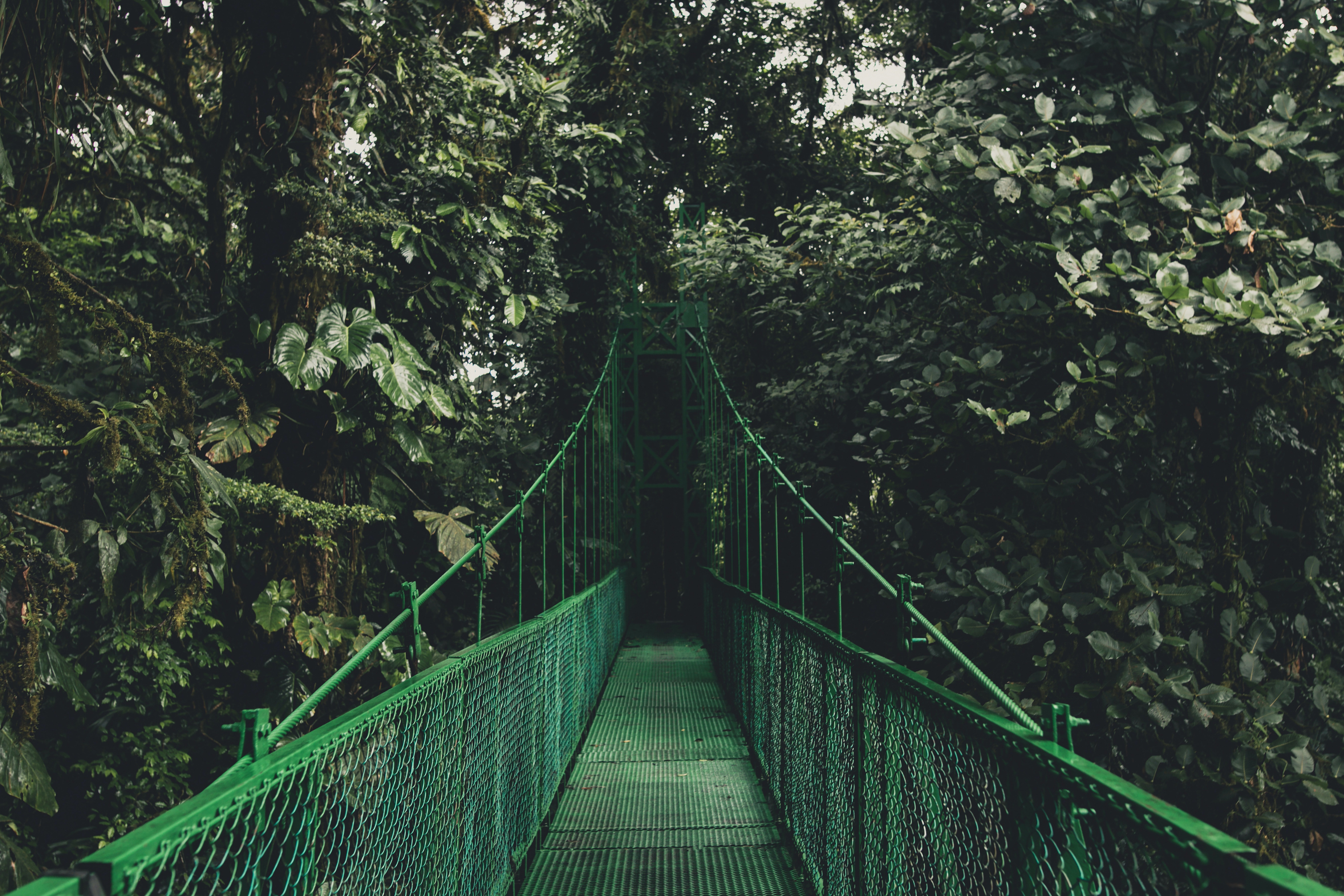 Hängebrücke Cloudforest