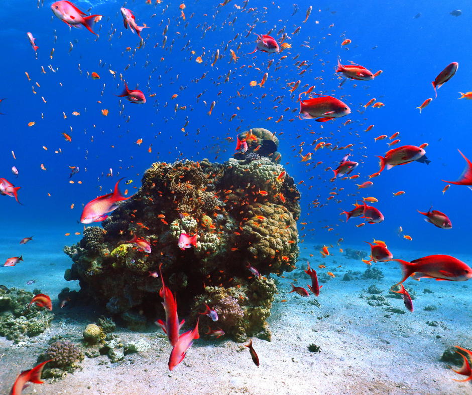 Unterwasserwelt Hurghada