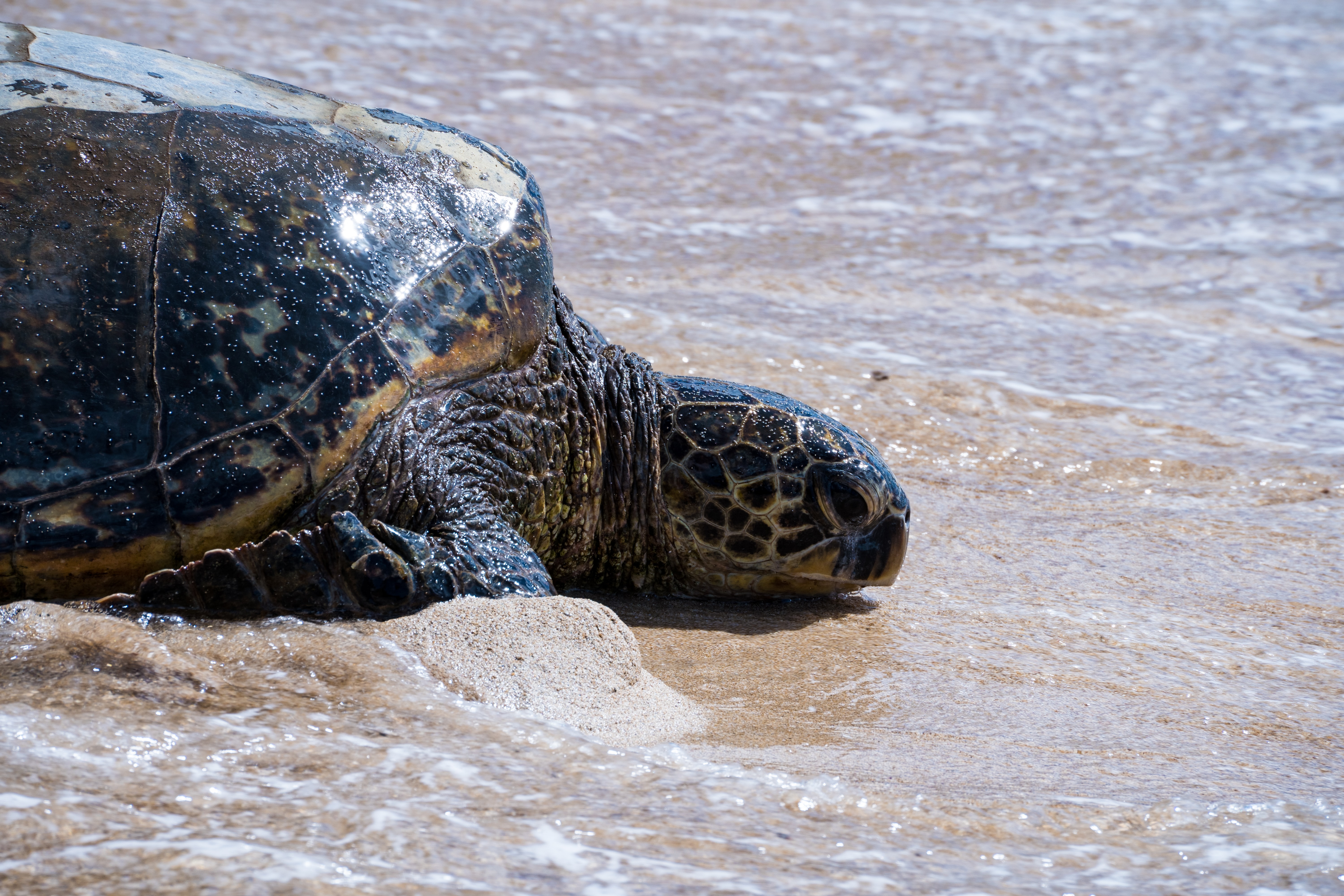Eine Meeresschildkröte liegt an einem Sandstrand umgeben von etwas Wasser. 