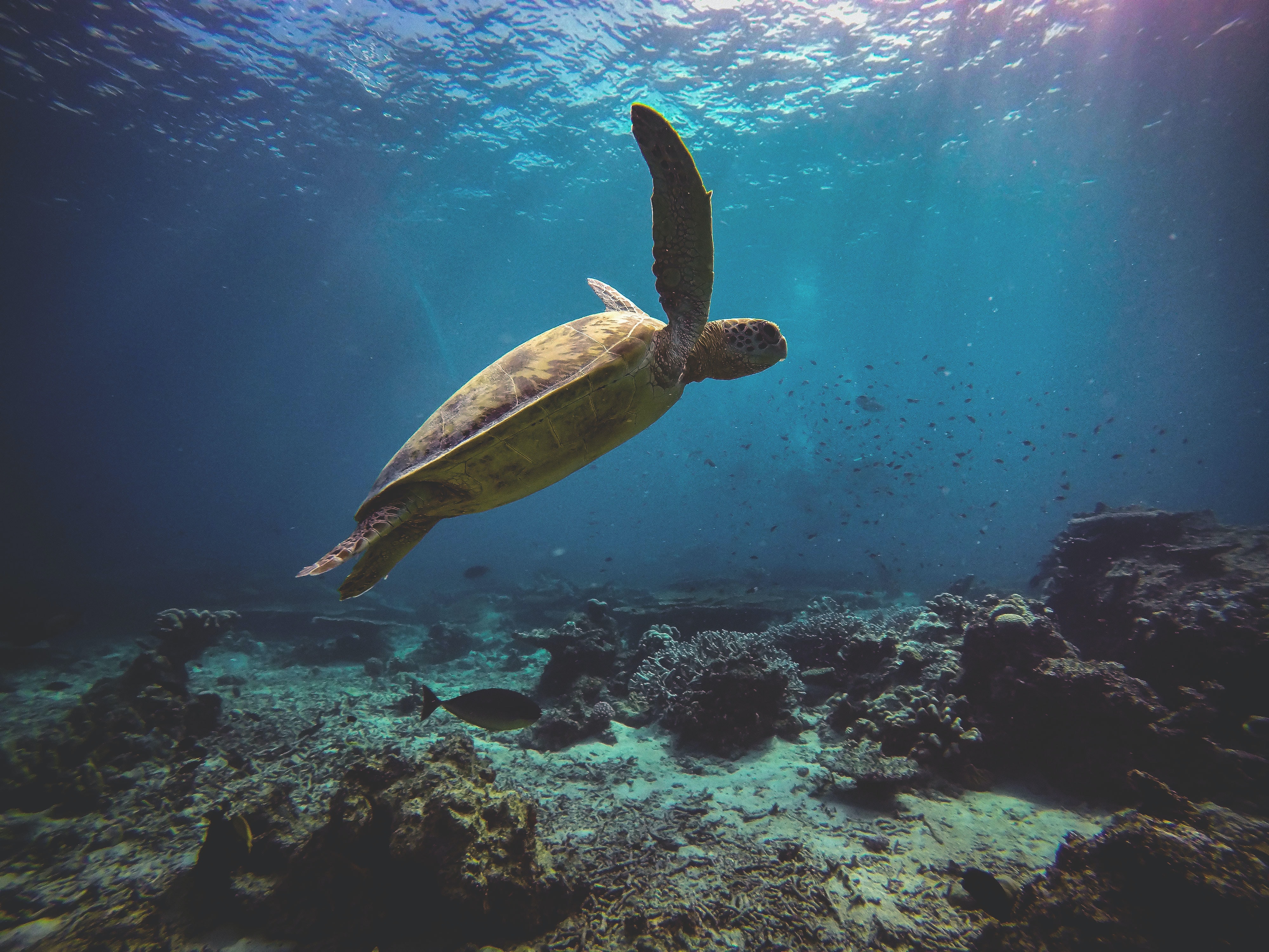 Eine Meeresschildkröte im klaren Wasser über einem Korallenriff.