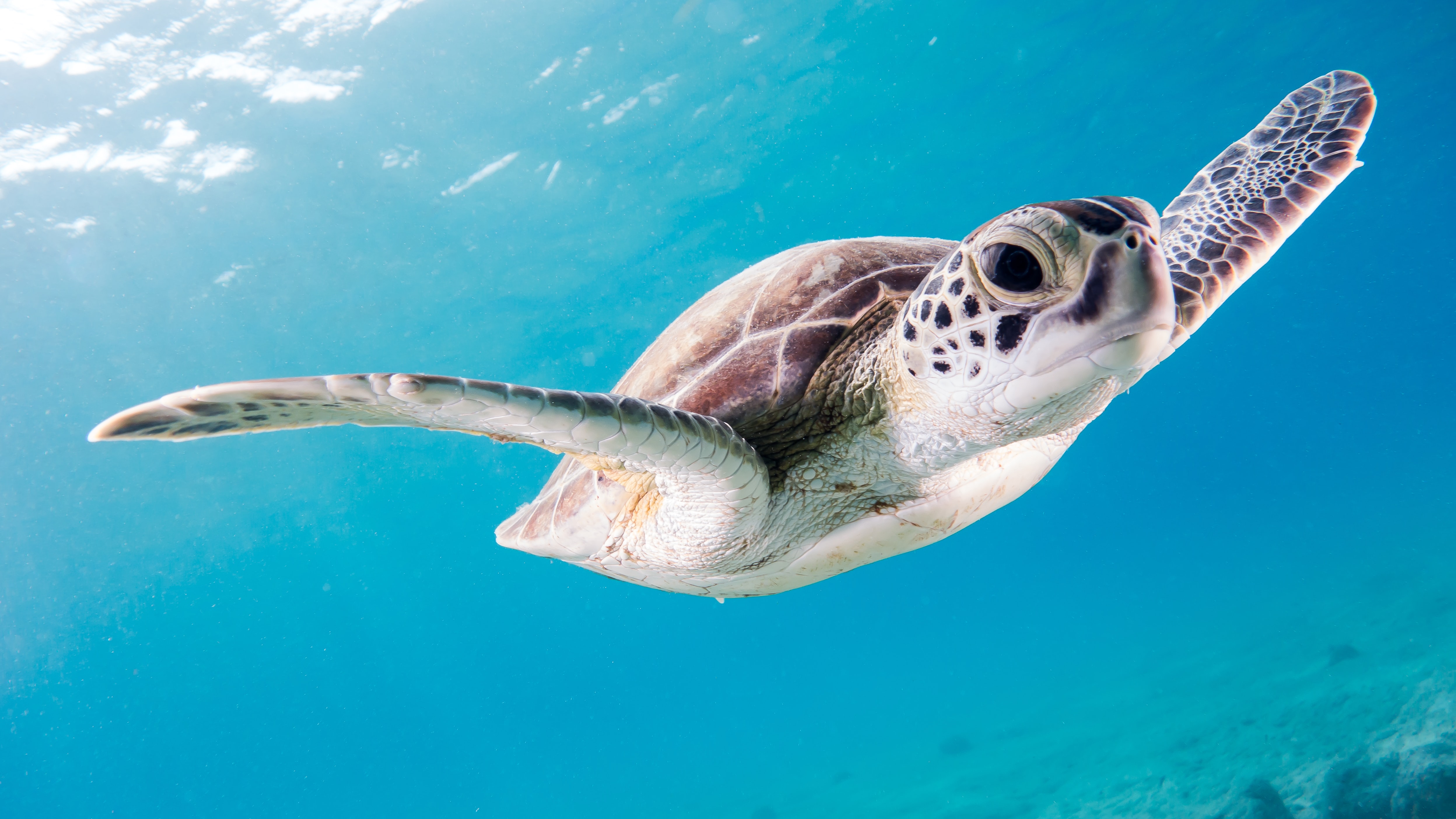 Eine Meeresschildkröte schwimmt im hellblauen Wasser und blickt mit einem großen Auge direkt in die Kamera.
