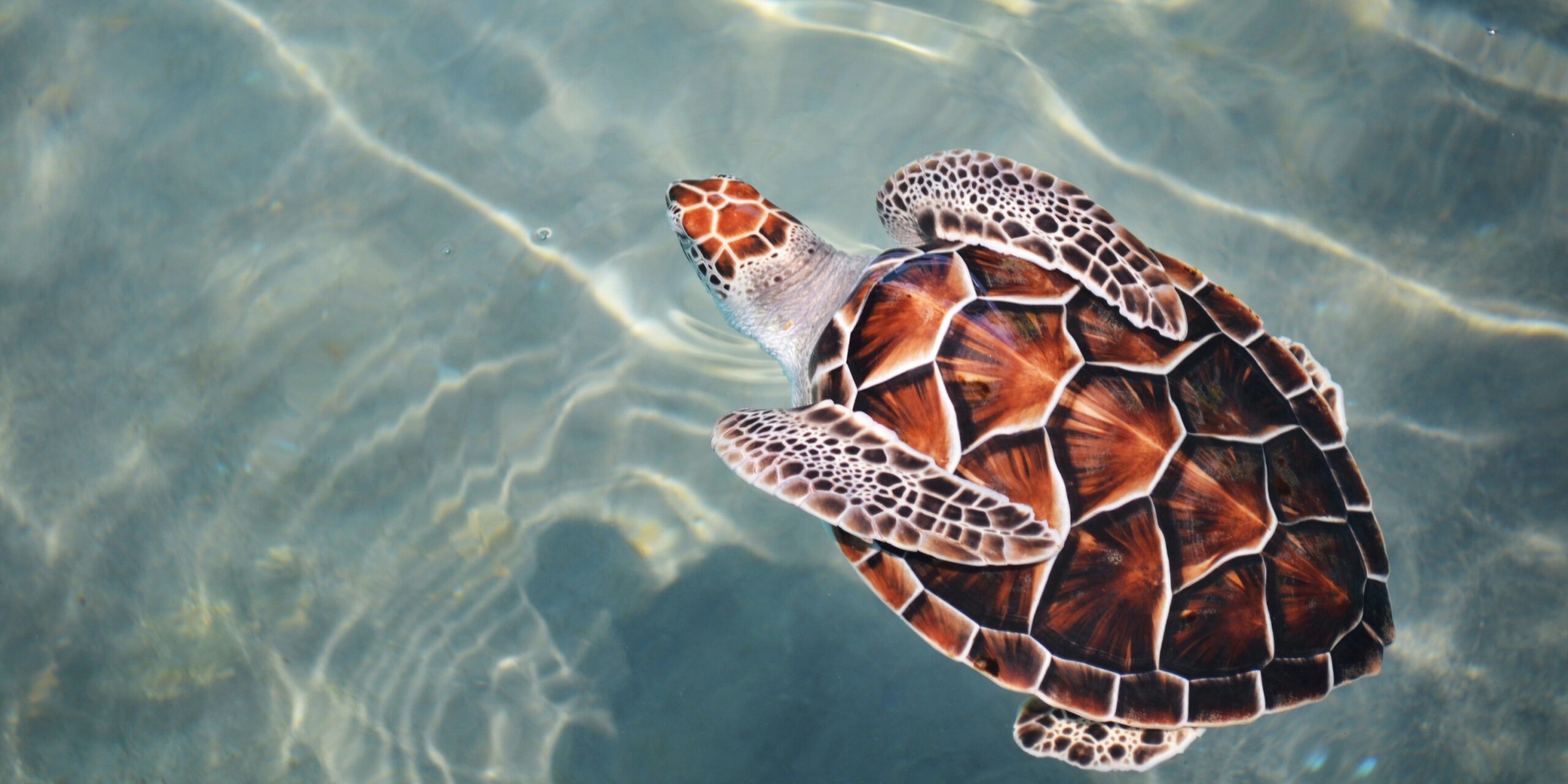 Die 10 besten Orte um Schildkröten zu sehen
