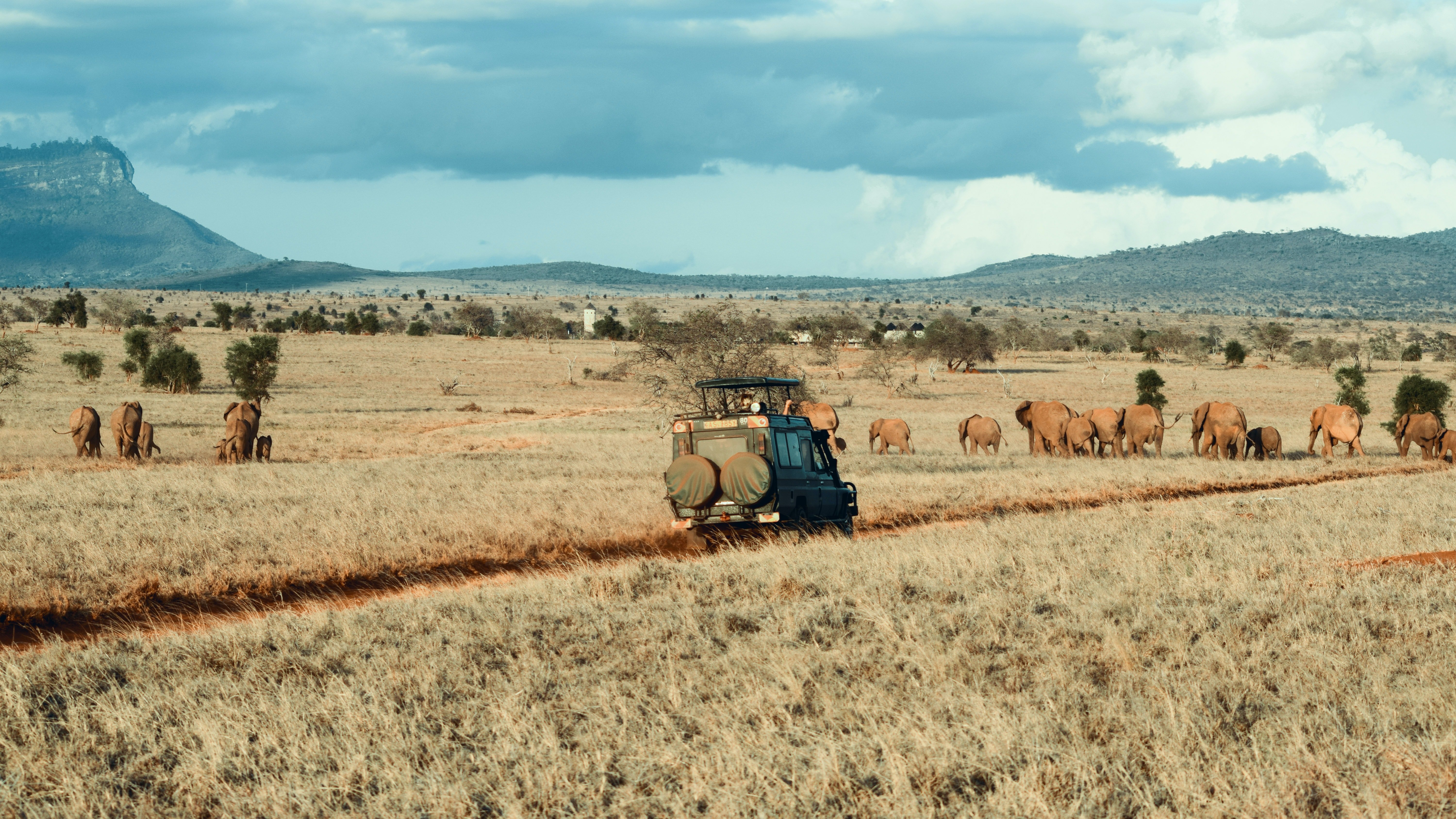 Safari