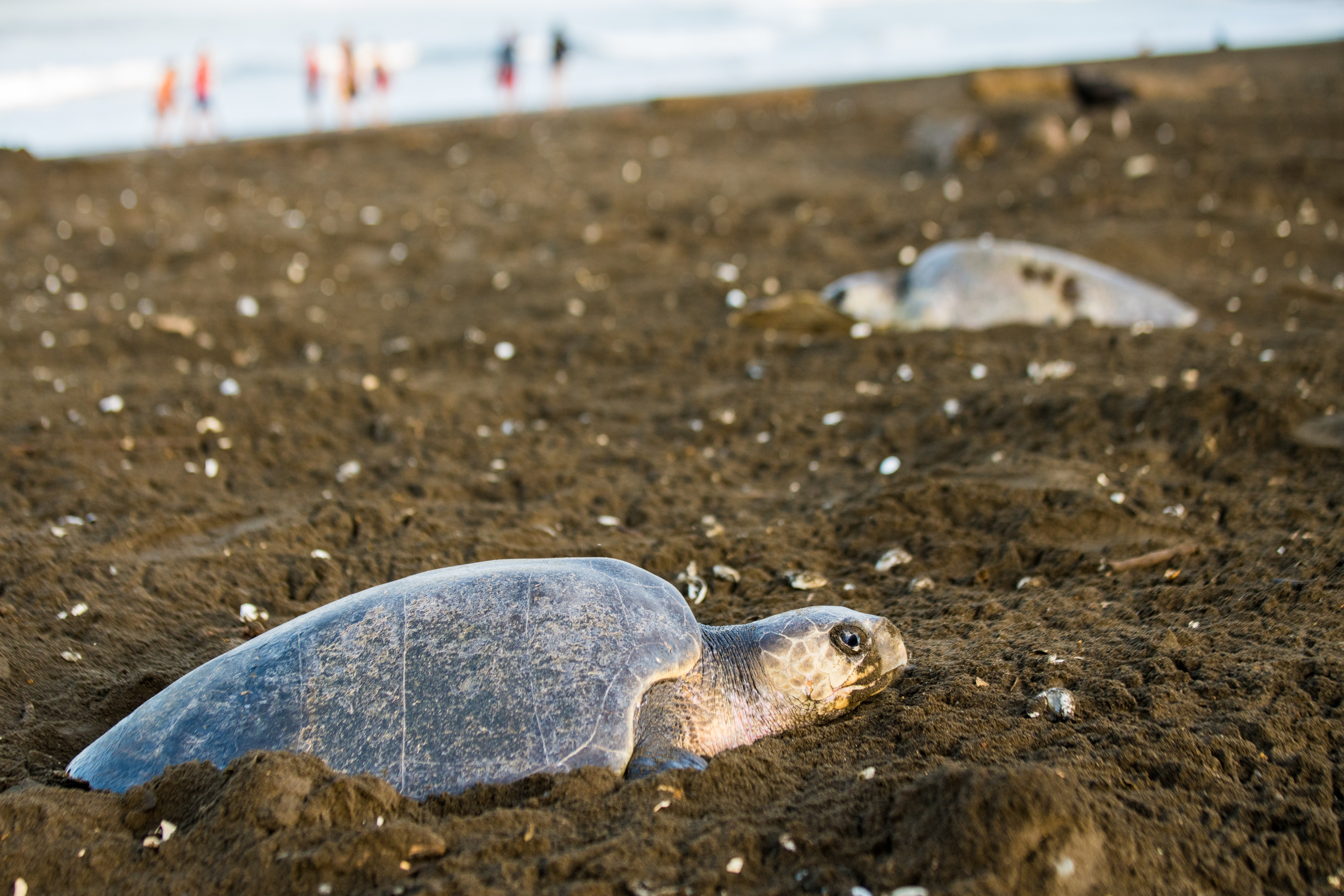 The most unusual group tours: Turtle rescue in Costa Rica.