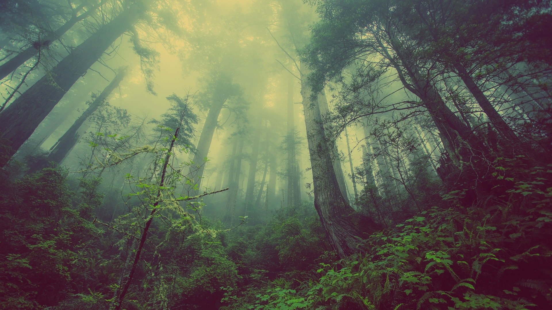 Die schönsten Wälder der Welt