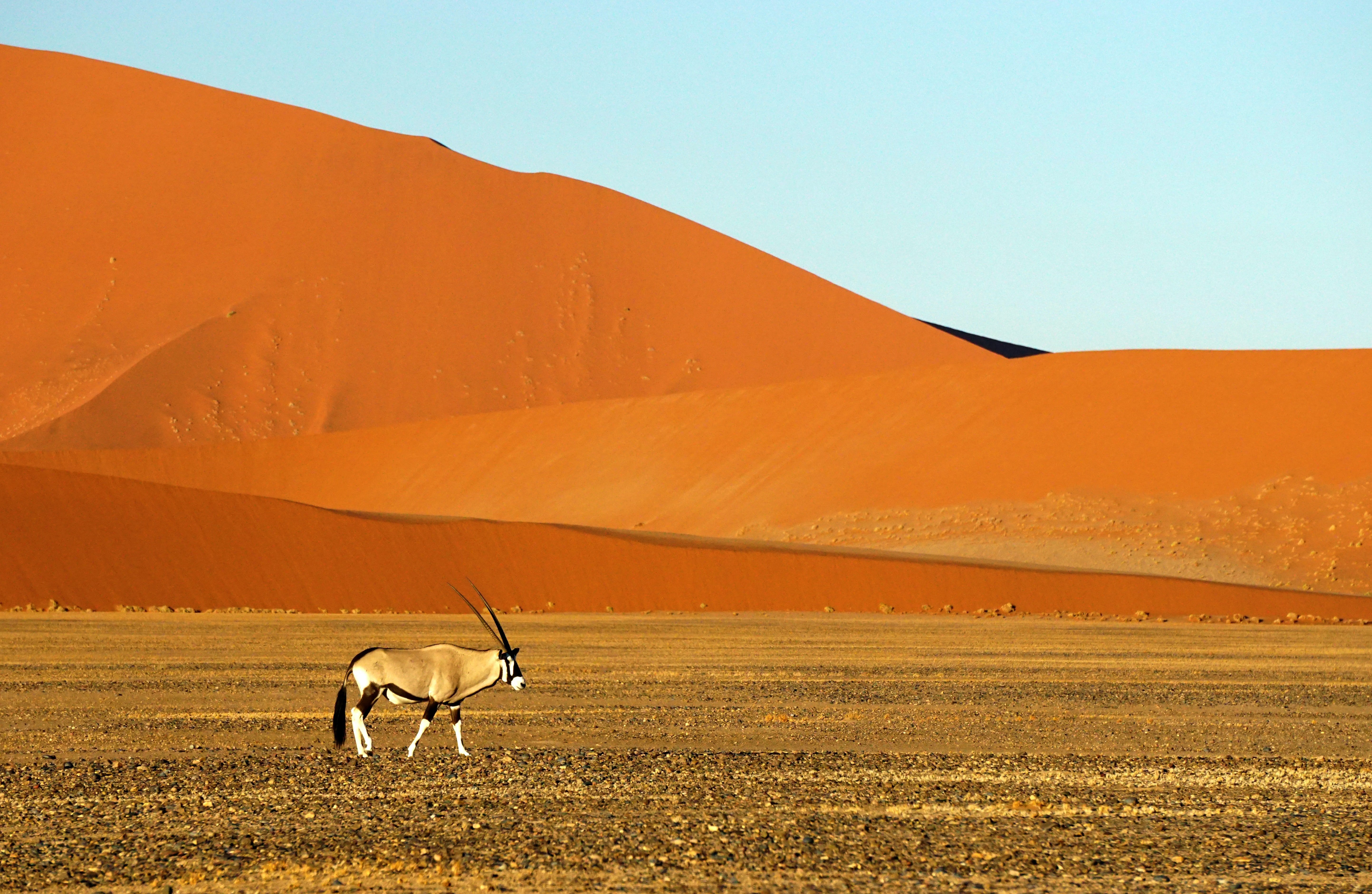 A gazelle walking in front of dunes in Africa