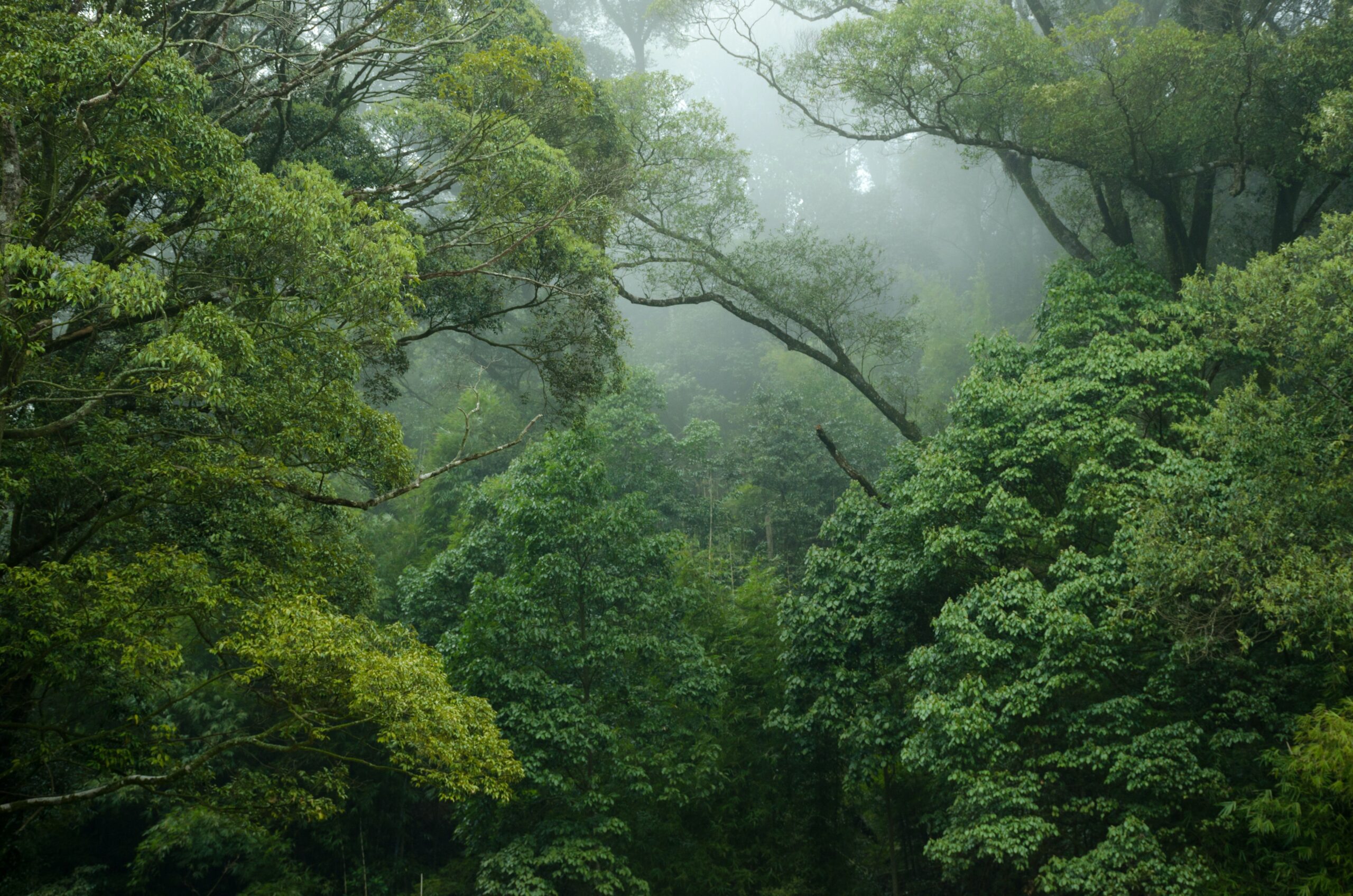 Die schönsten Regenwälder in Australien
