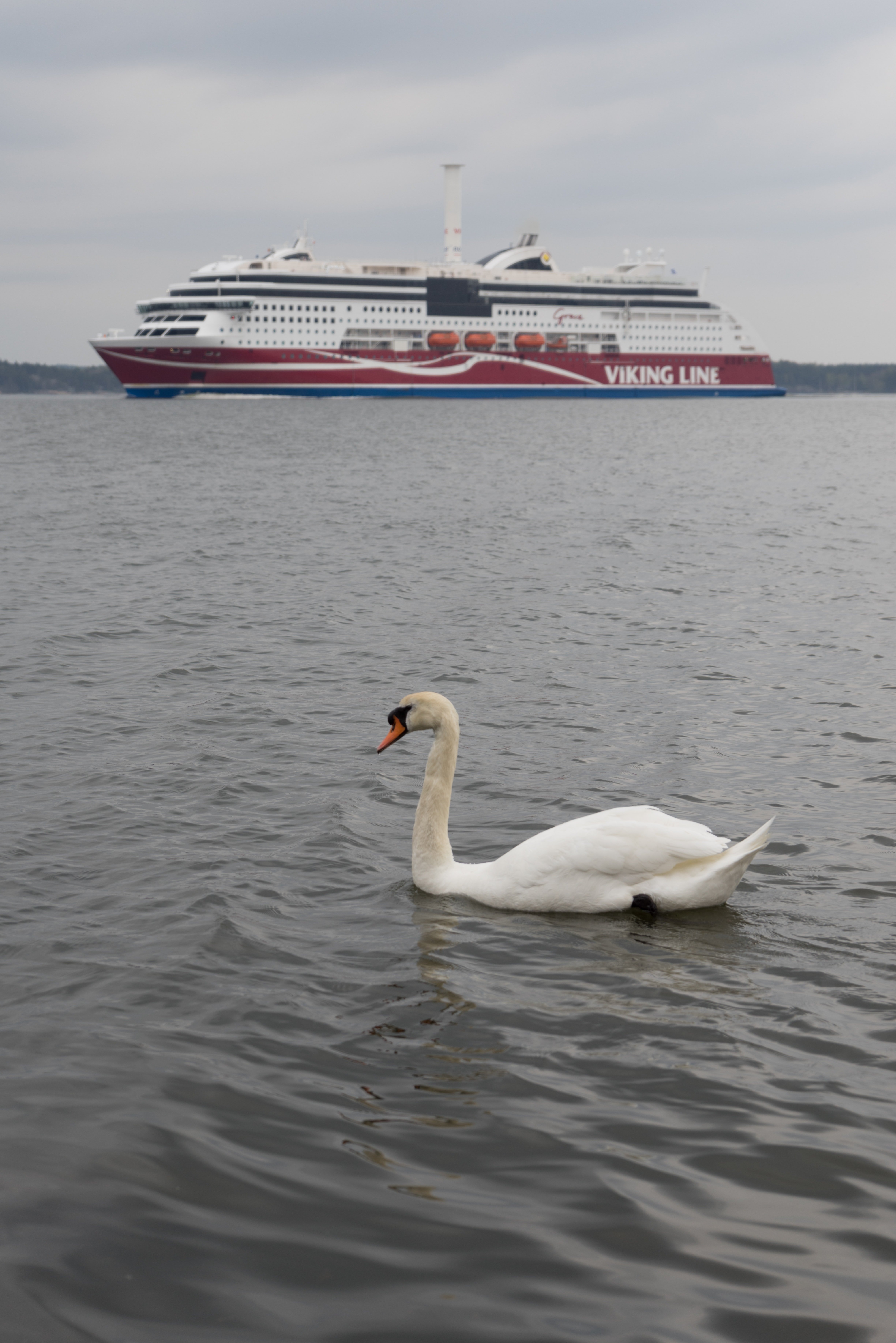 Viking line ship in Scandinavia road trips with a Swan infront.