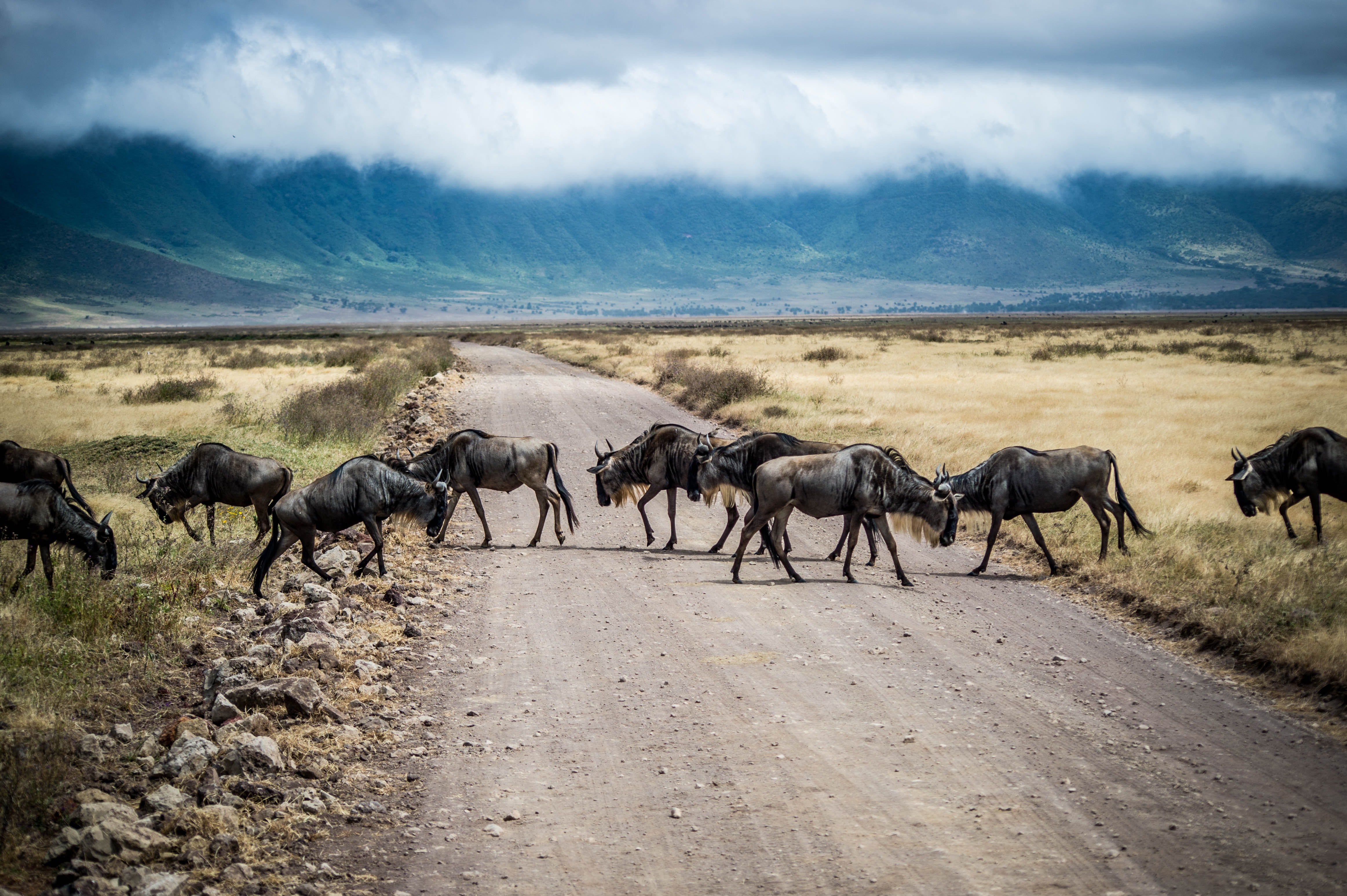 Gnus im Ngorongoro Krater