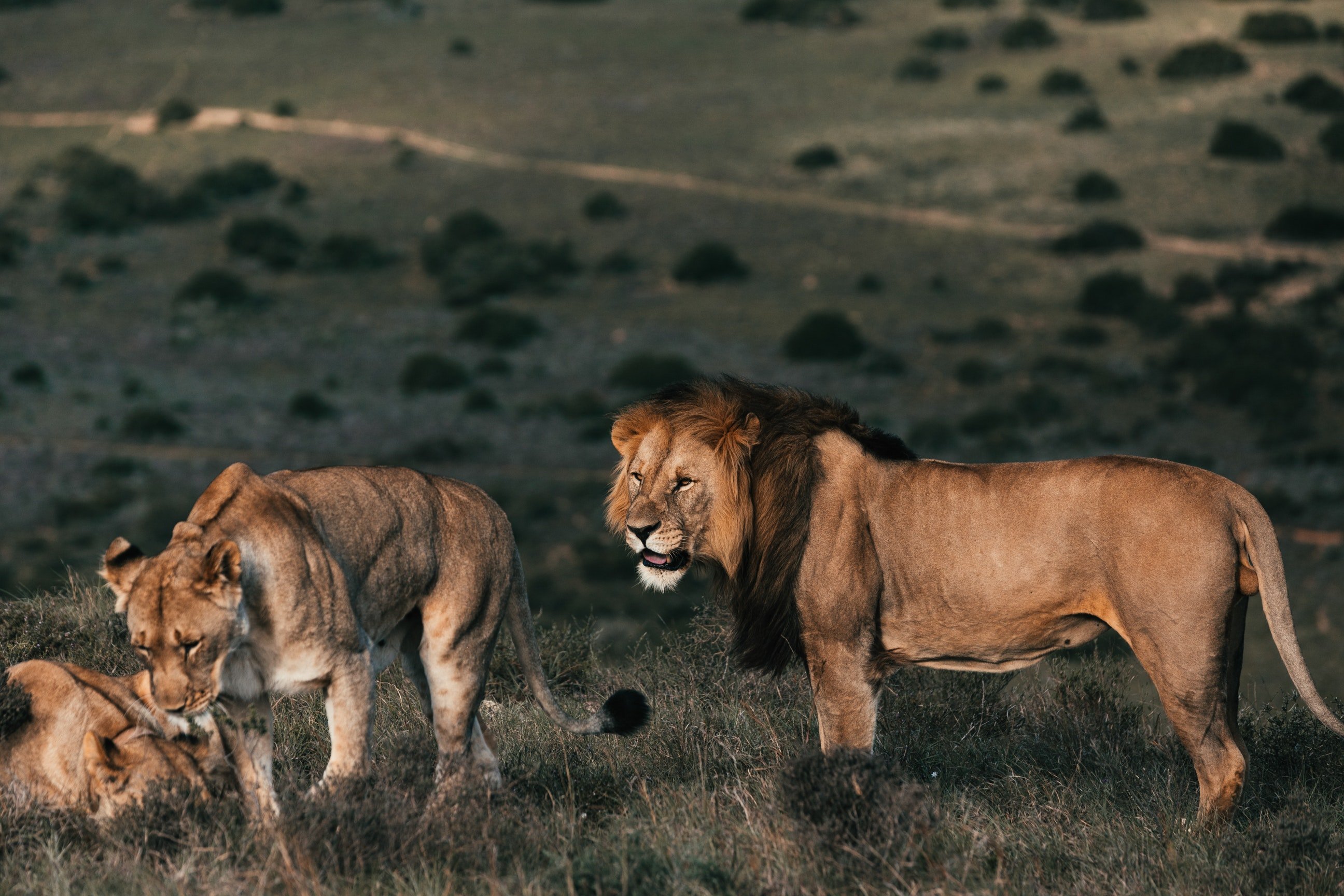 Löwen im Nationalpark