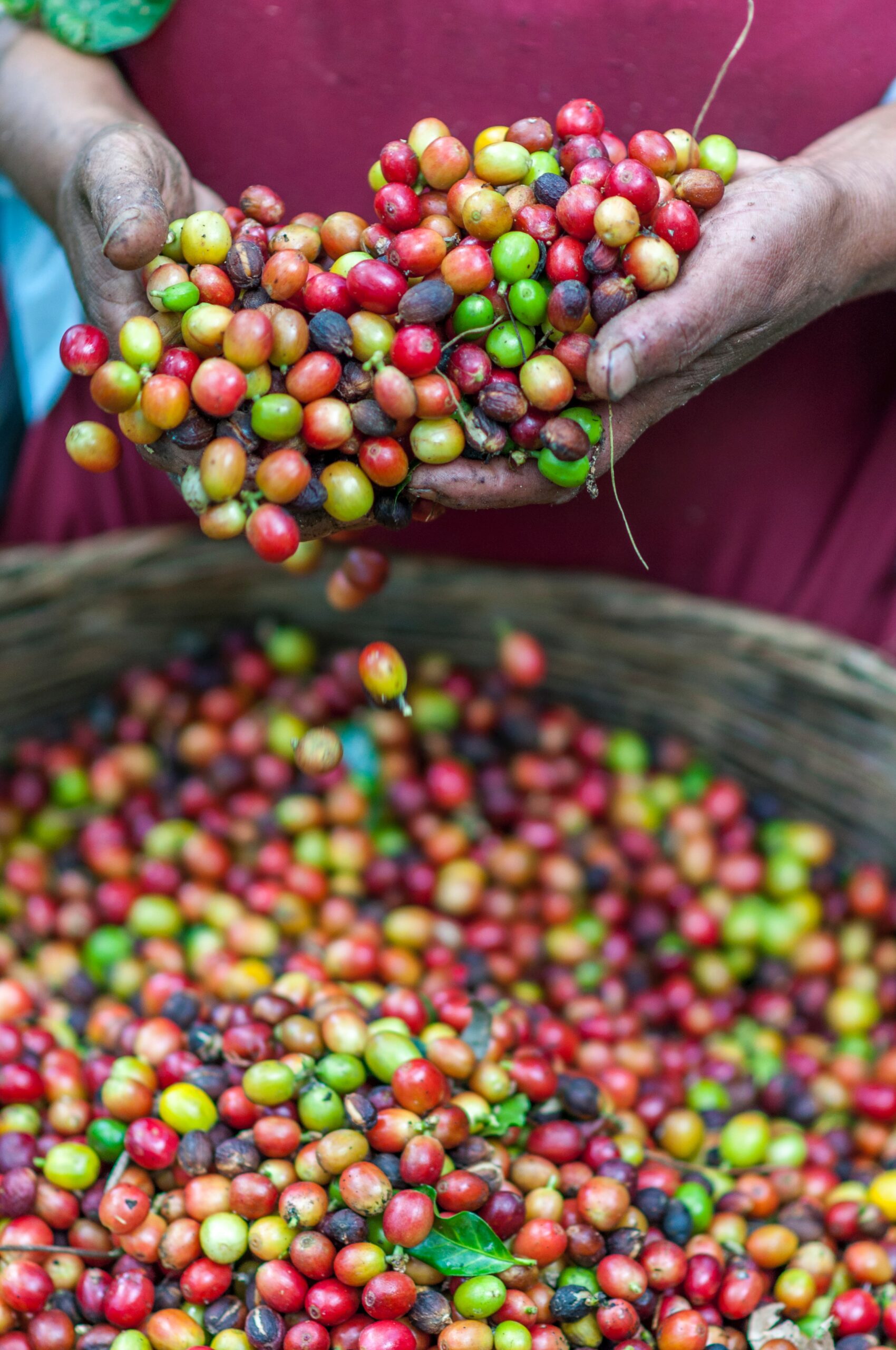 Kaffeeernte in El Salvador