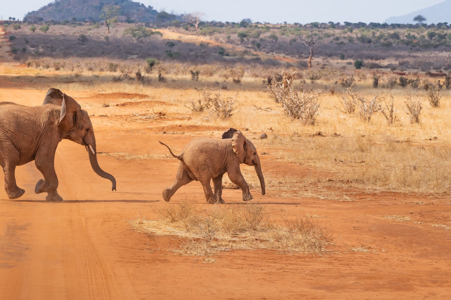 Eine Safari Tour in Kenia macht Spaß