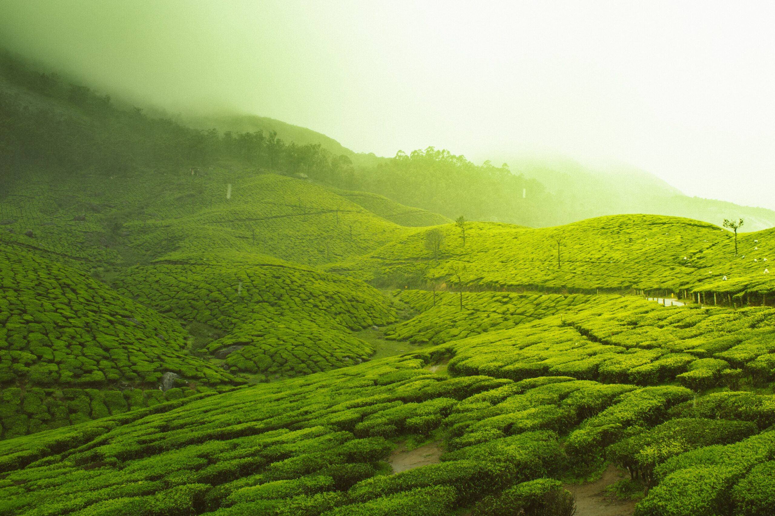 The 3 Unique Ways to Experience Kerala, South-India