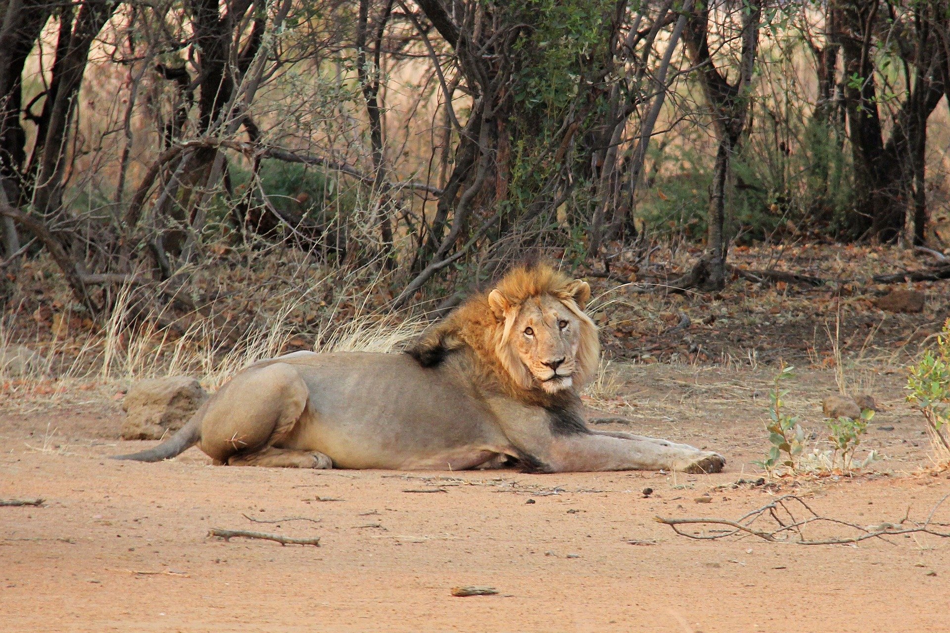 Lion laying down on the ground.