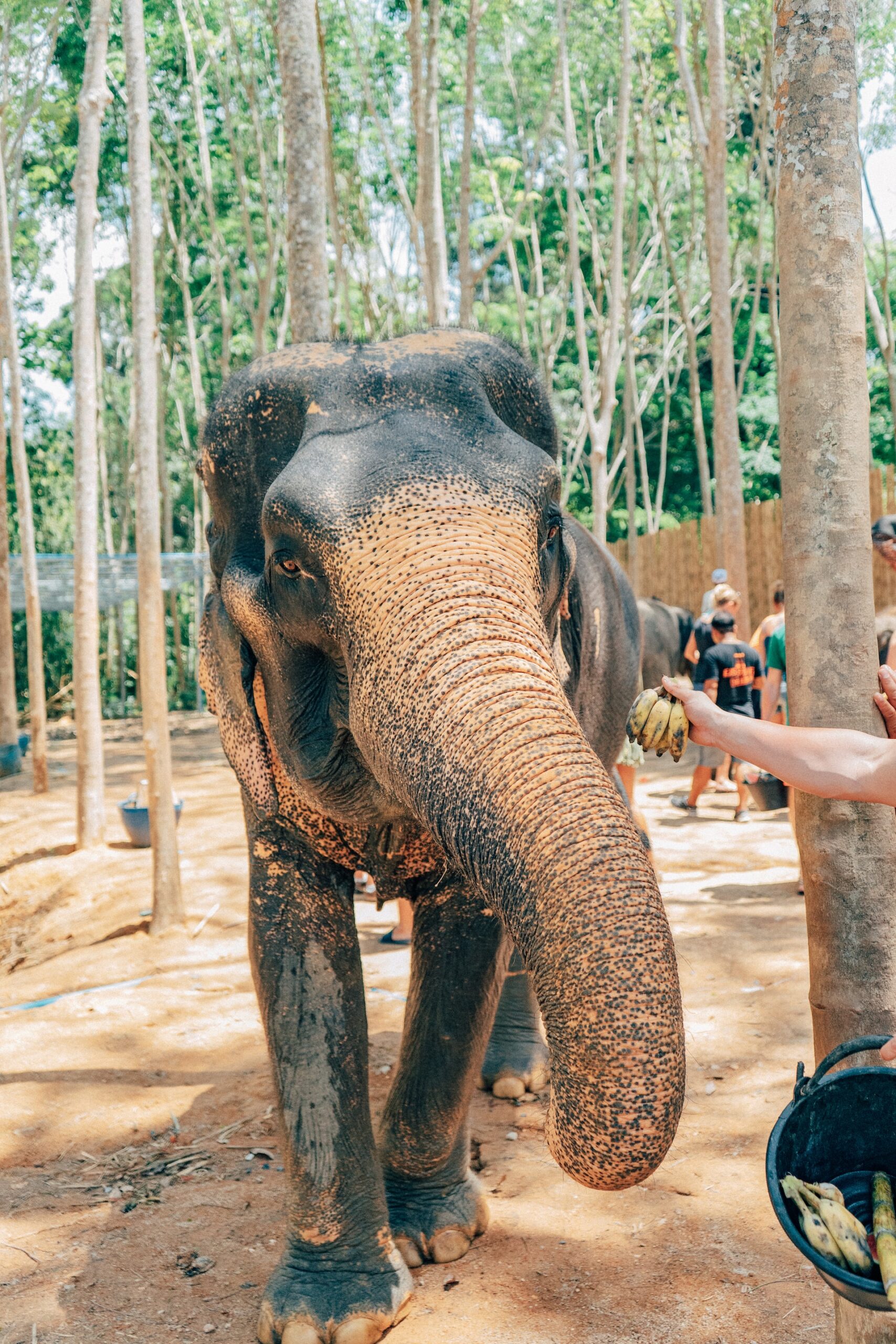 Go to Thailand to see gentle elephants and spend a day in sunny beaches