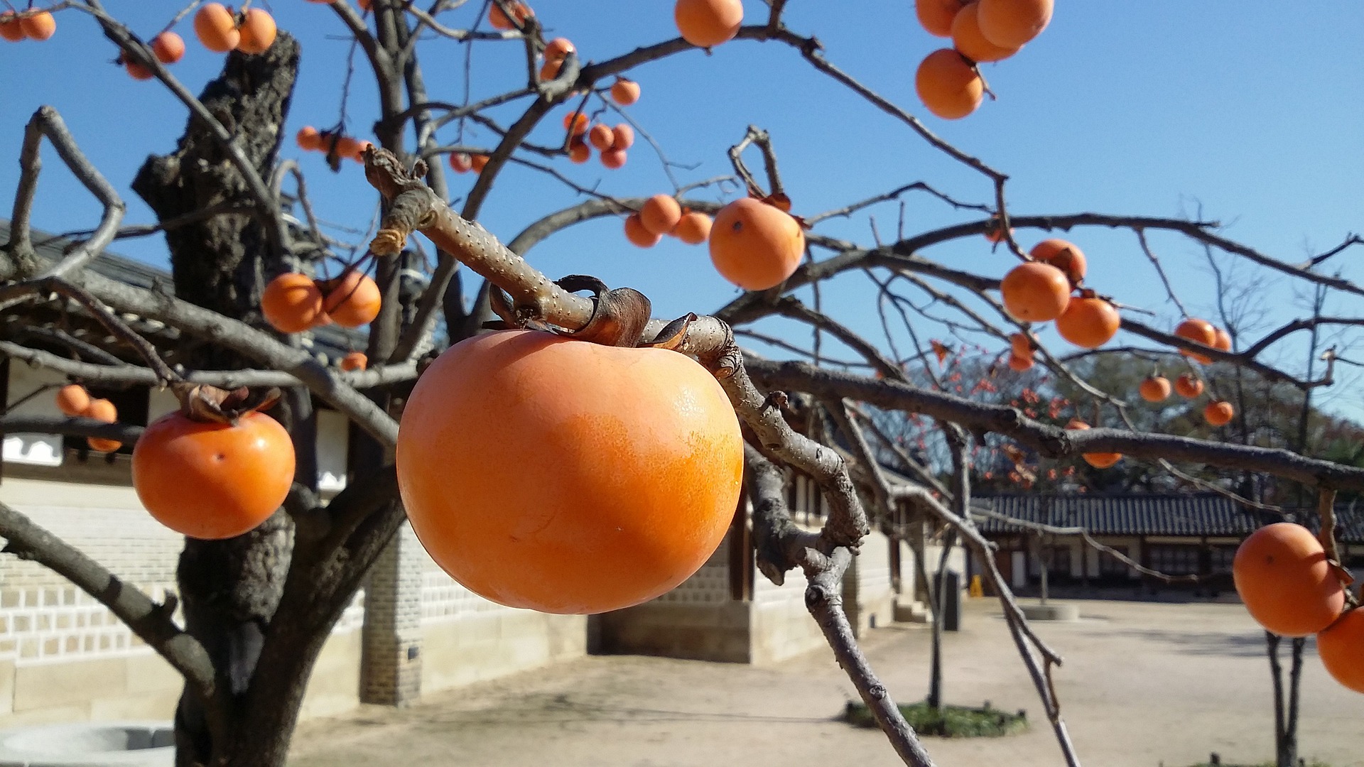 Korea with its persimmons are one of the best fall food destinations
