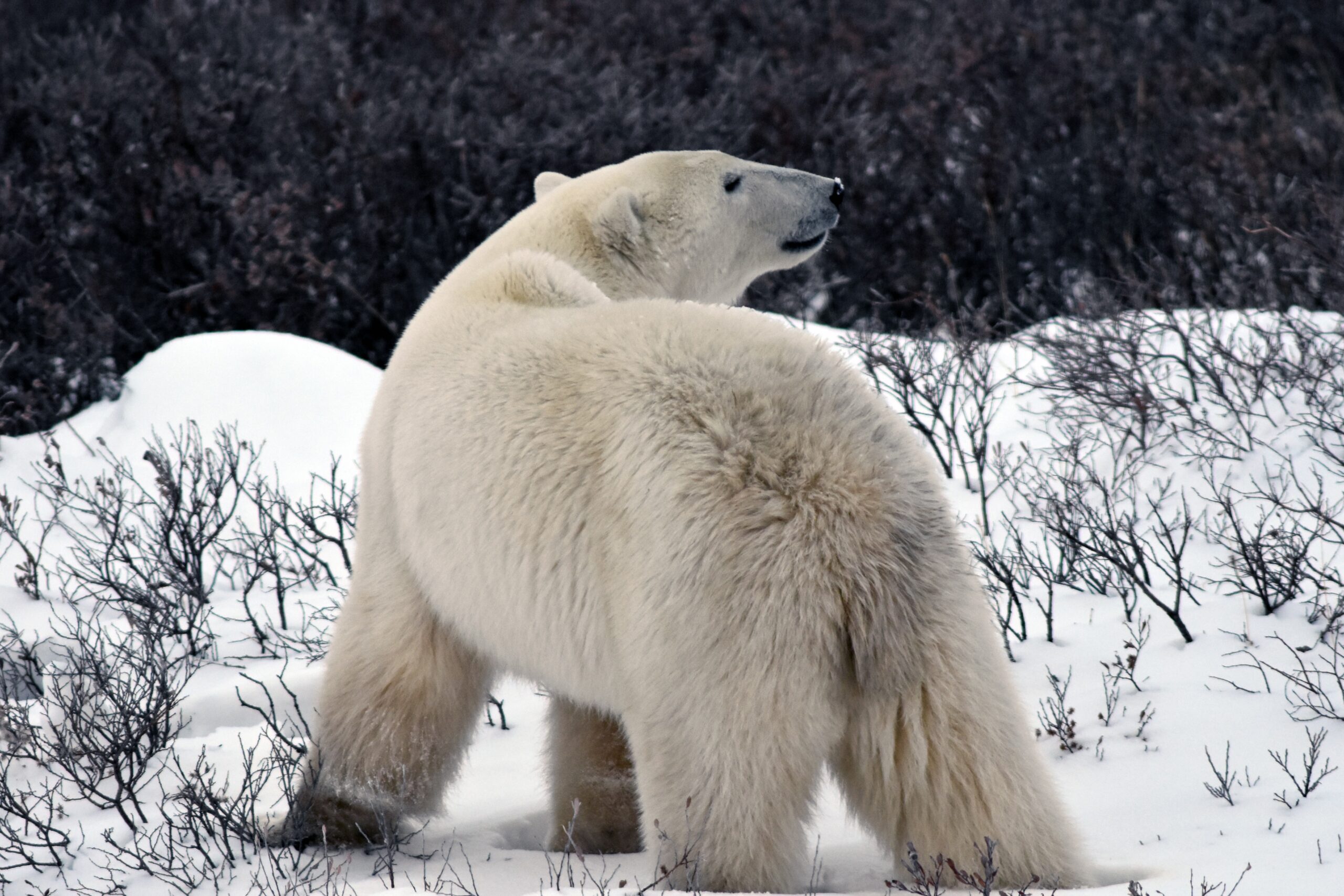 a travel guide to canada