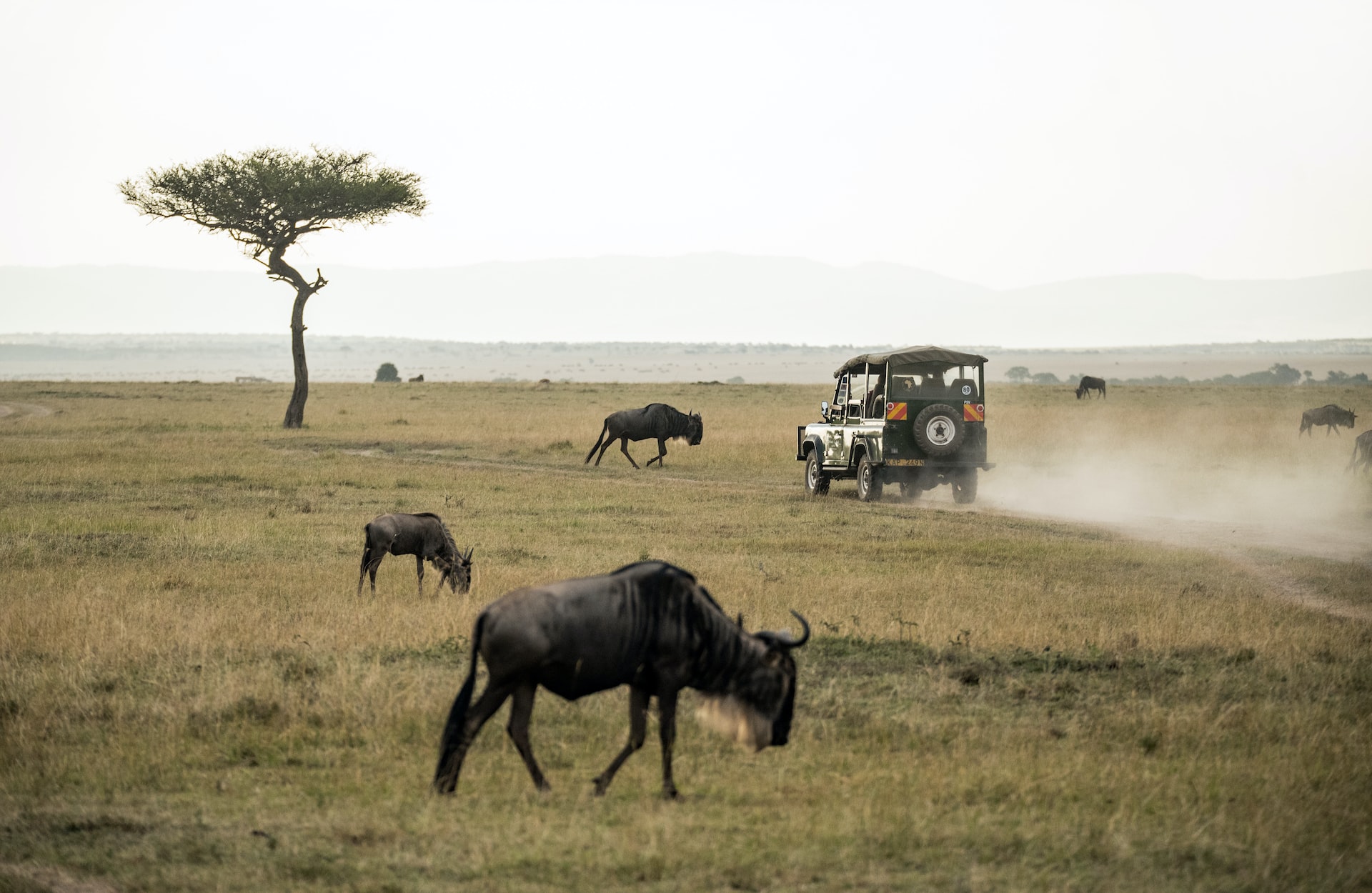 Masai Mara, a breathtaking nature travel destination
