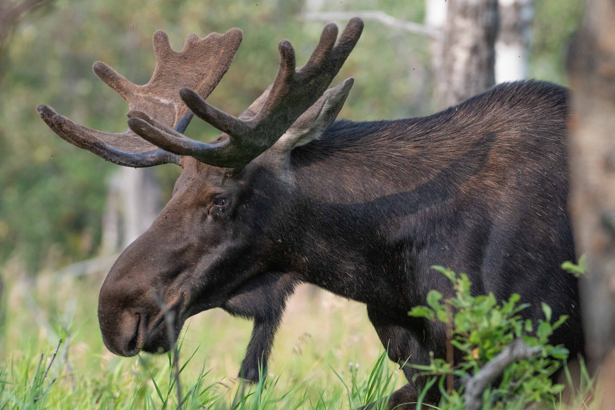 Would a Canada Travel Guide even be complete without a picture of a moose?
