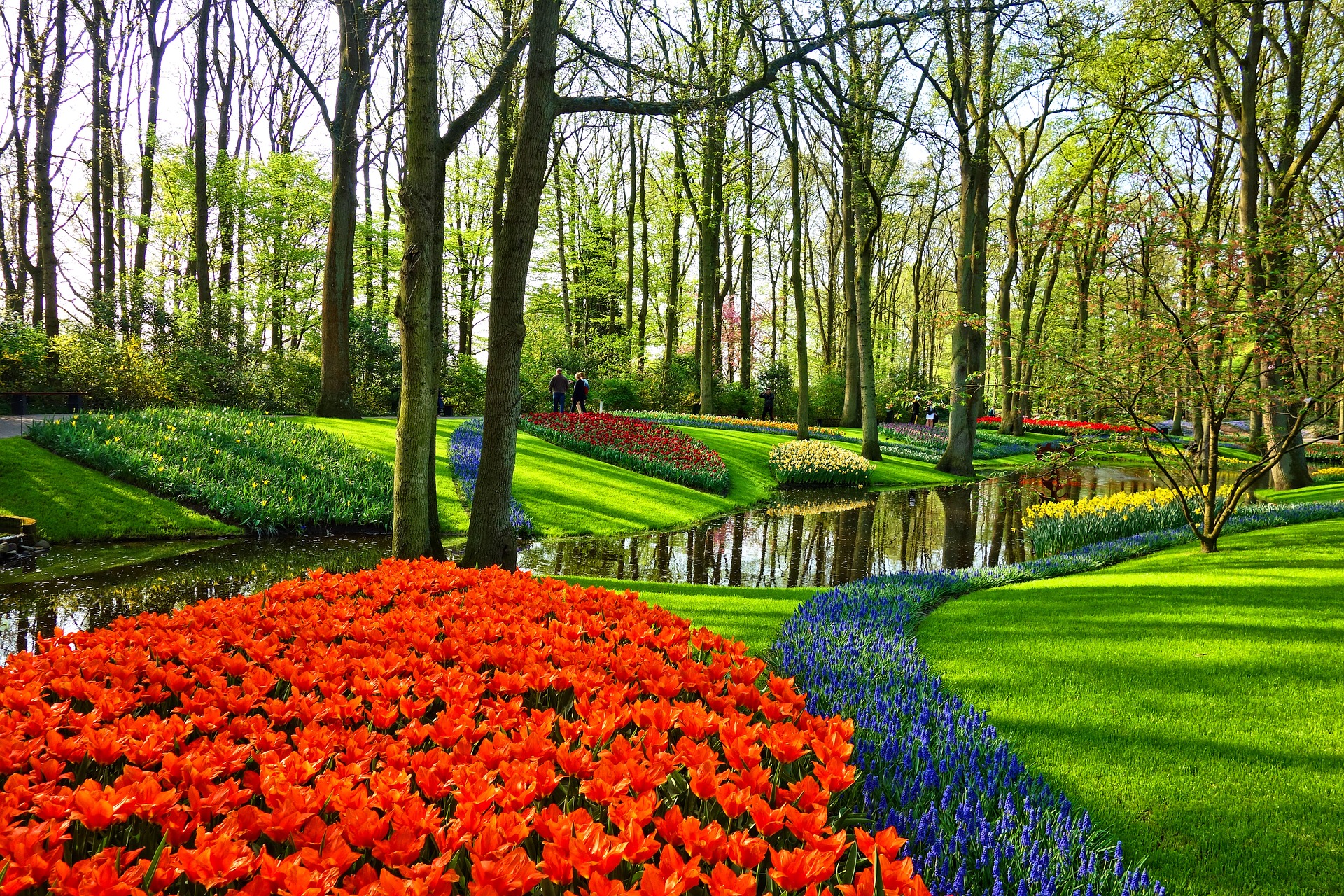 River surrounded by trees and tulips in the Netherlands