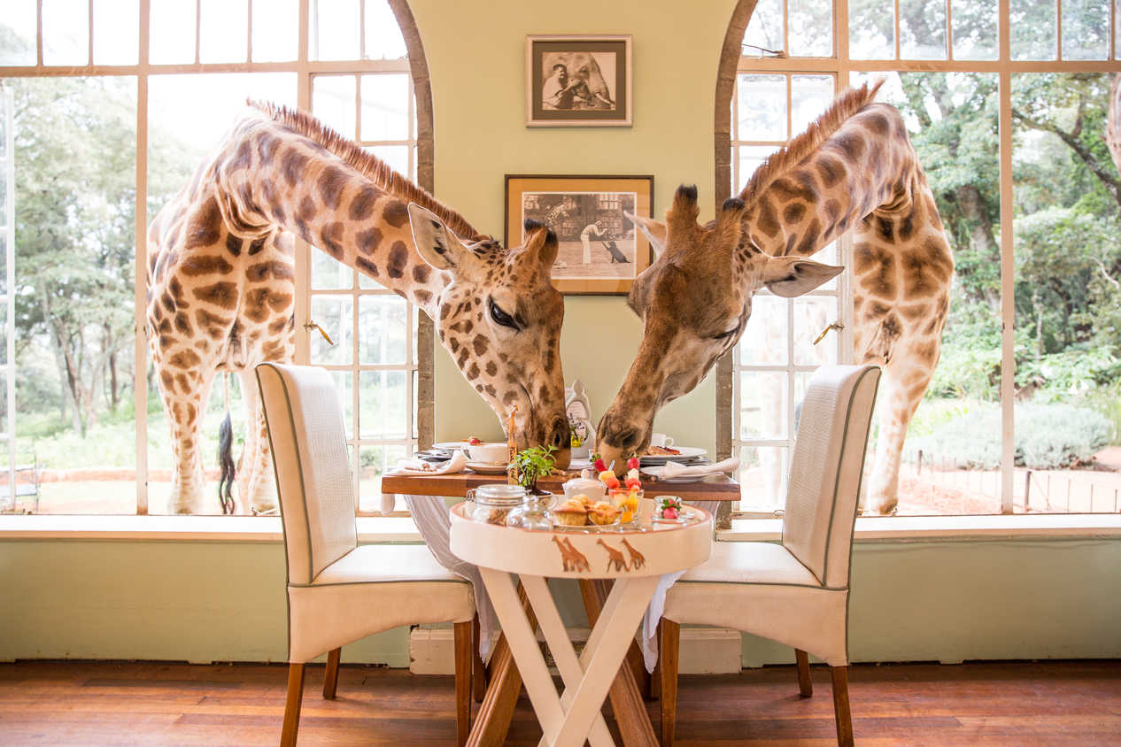 Giraffe manor unique staycations