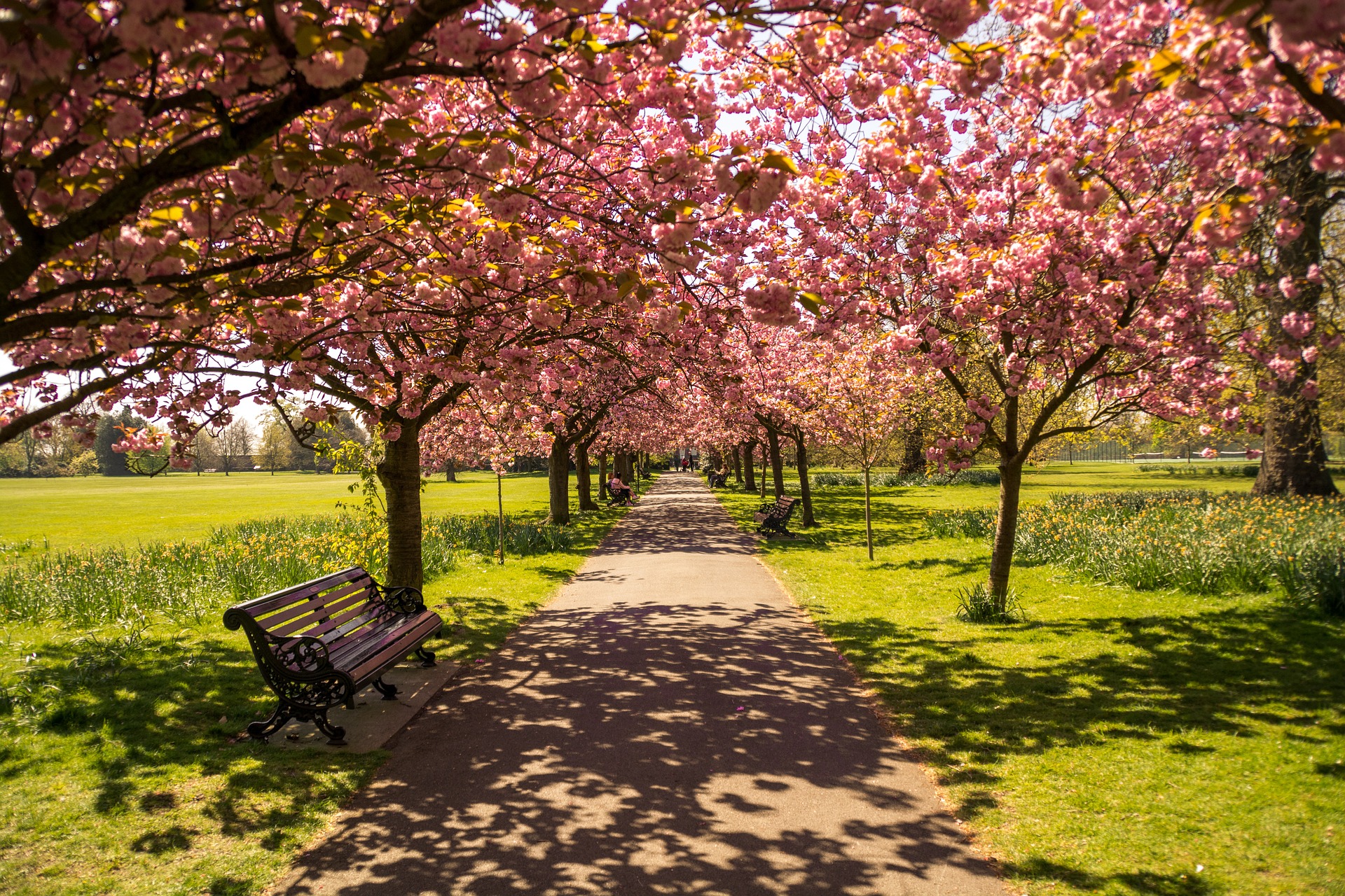 Cherry blossoms and park chairs by a park path