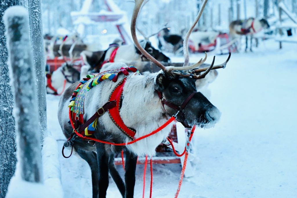 Weiße Weihnachten mit Rentier, welches einen Schlitten durch den Schnee Lapplands zieht.