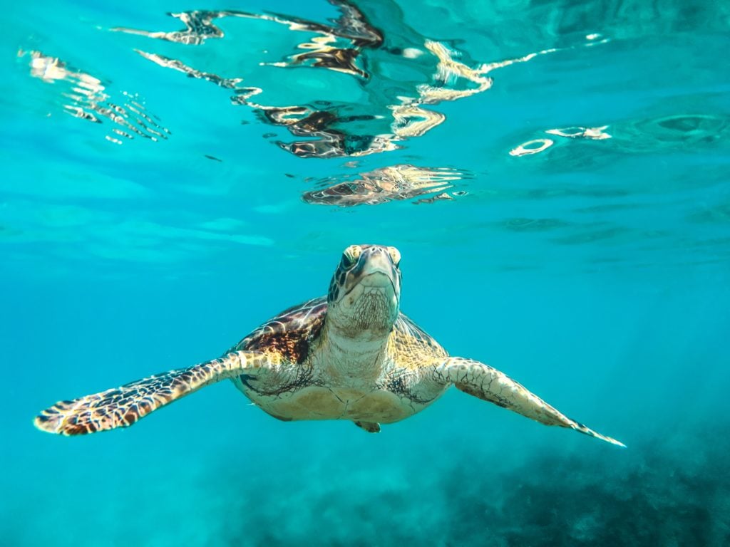 eine Schildkröte die unter Wasser schwimmt 