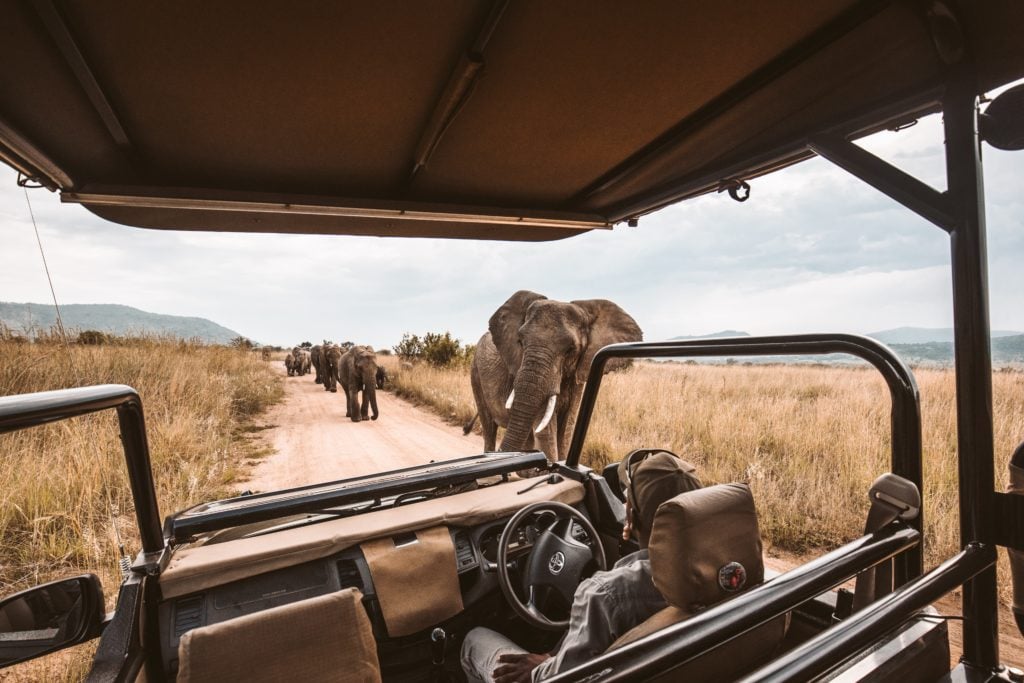 Warum eine Safari auf eurer Reise Bucket List sein sollte, erfahrt ihr hier!