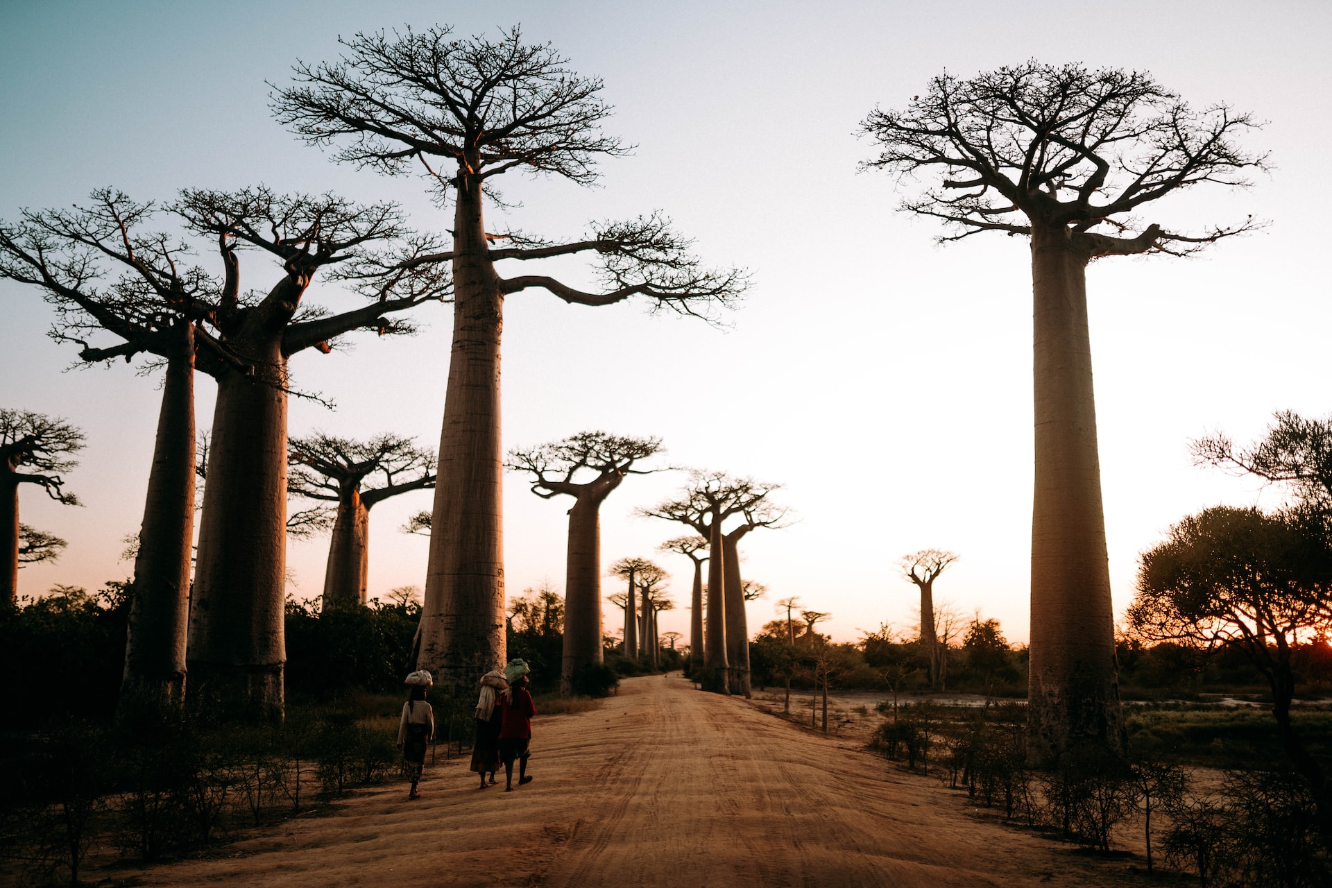 baobab avenue madagascar
