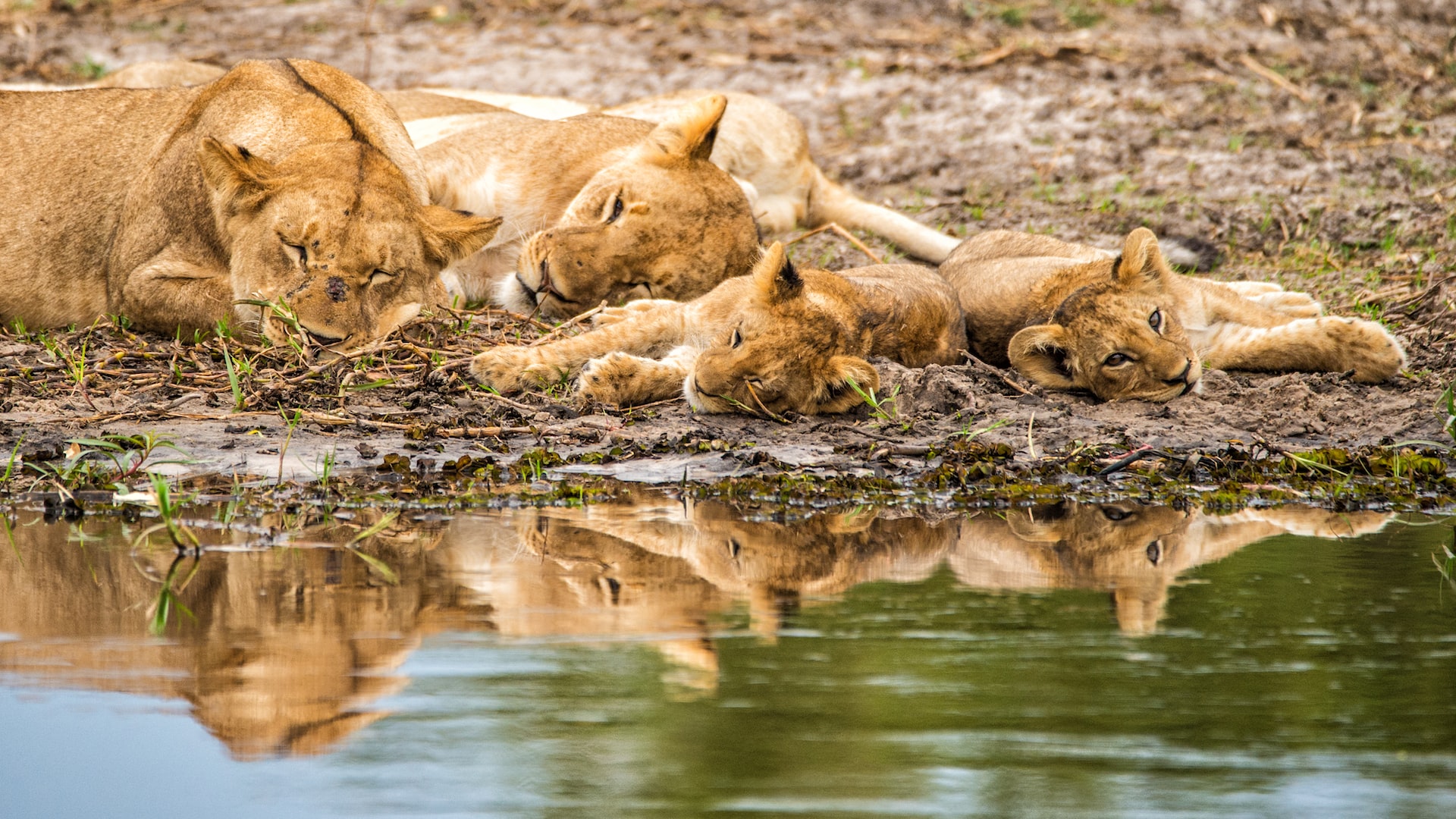 botswana safari Africa bucket list