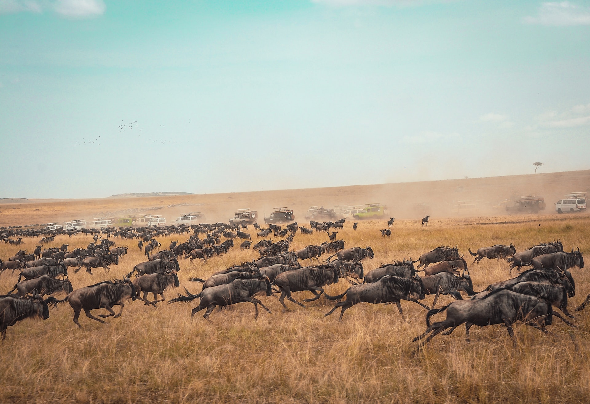 great migration in tanzania
