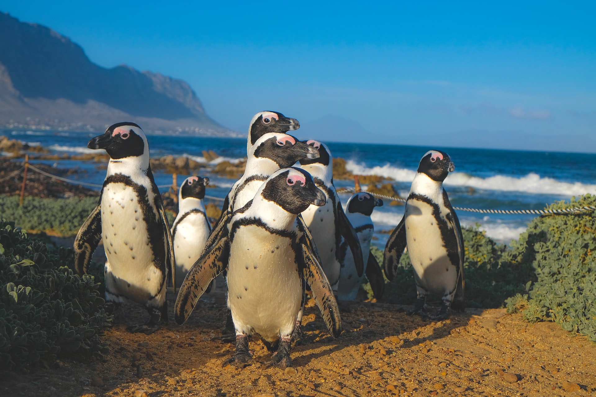Africa bucket list penguins in south africa
