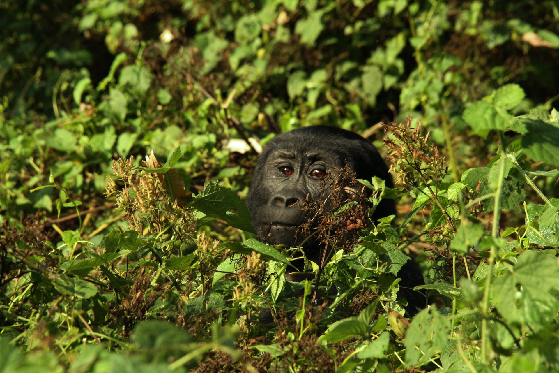 africa bucket list see gorilla in uganda
