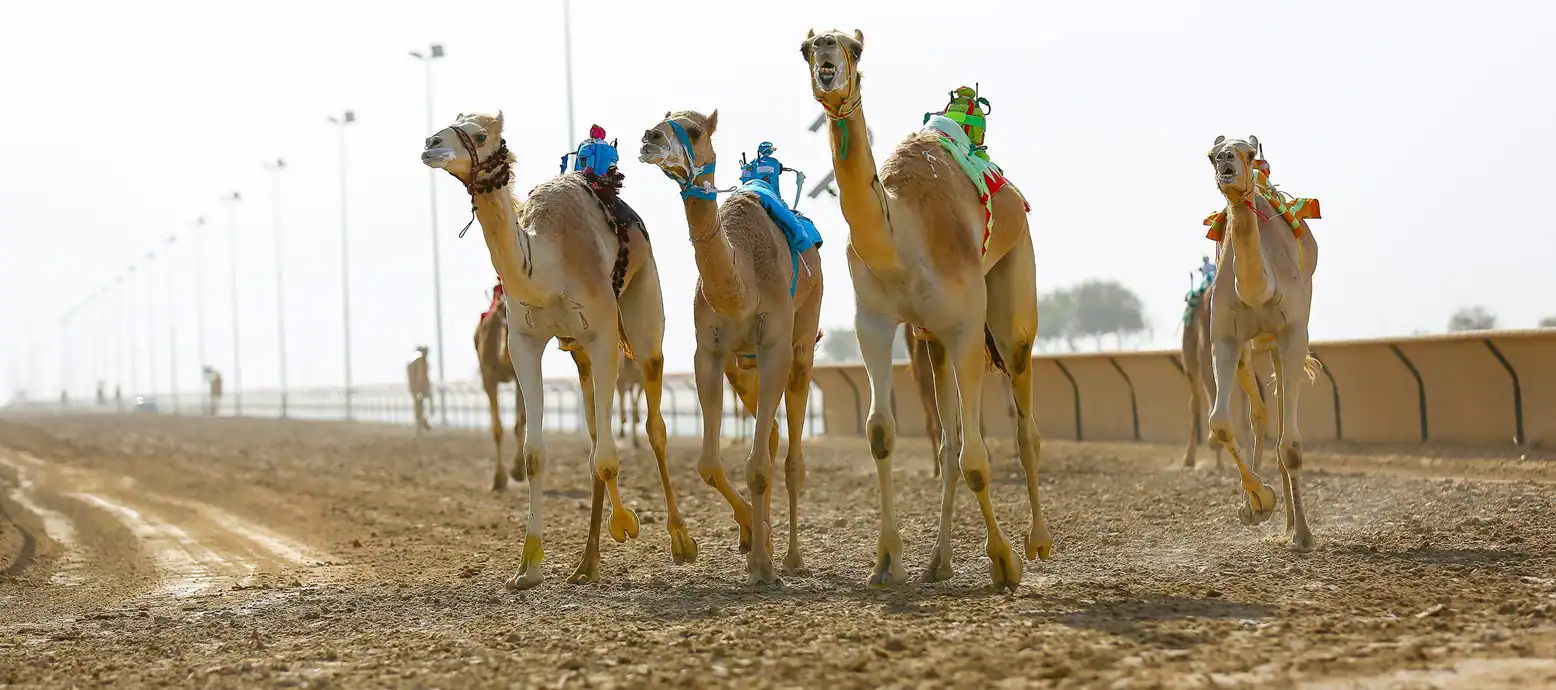things to do camel race