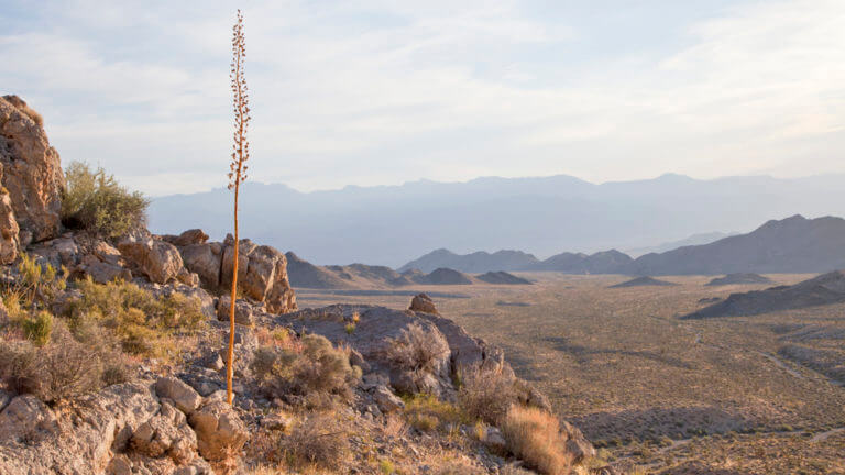 corn creek desert national wildlife refuge