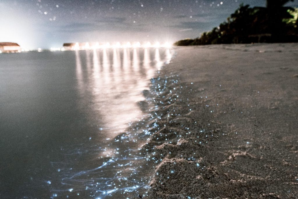 The best places to experience bioluminescence: Maldives. A beach with little lights all along it 