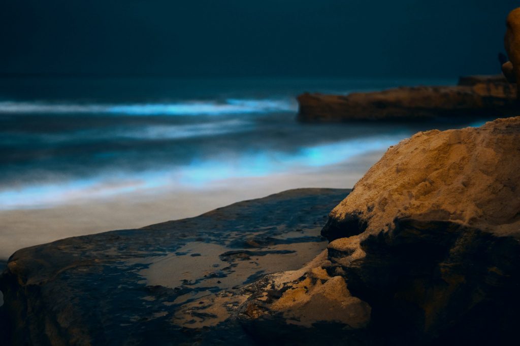 Bioluminescence in San Diego