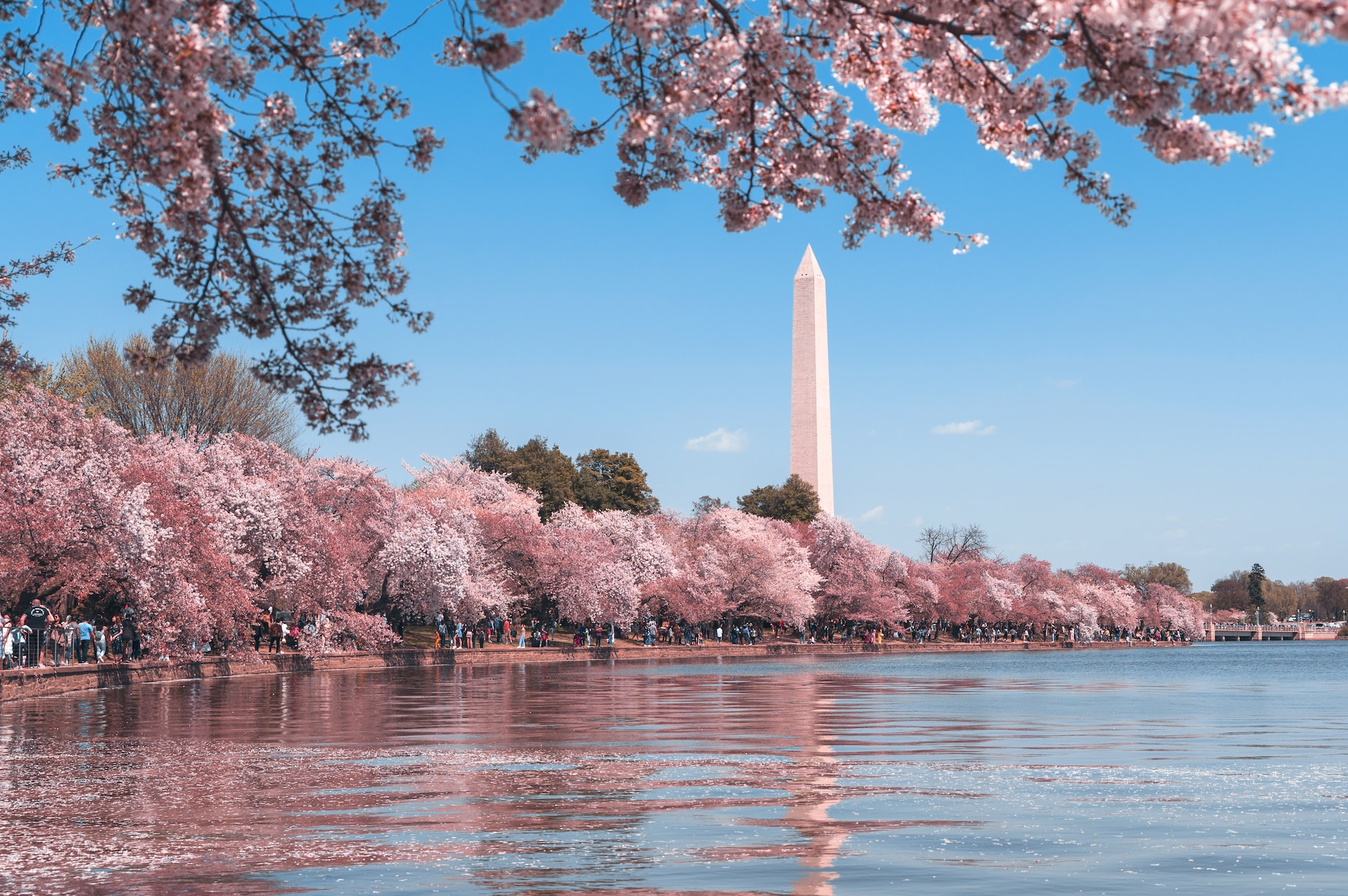 see cherry blossoms in washington dc april 2023
