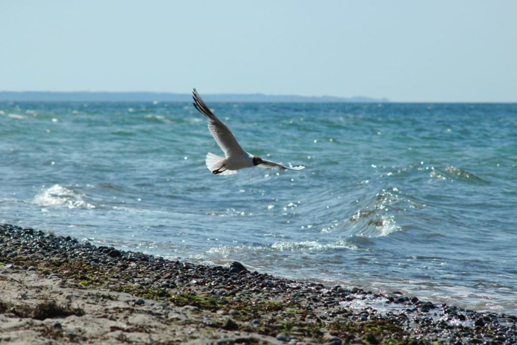 Fliegende Möwe über blauem Wasser und steinigem Strand auf der Mecklenburgische Seenplatte, ein perfektes Reiseziel für alle mit kleinem Budget