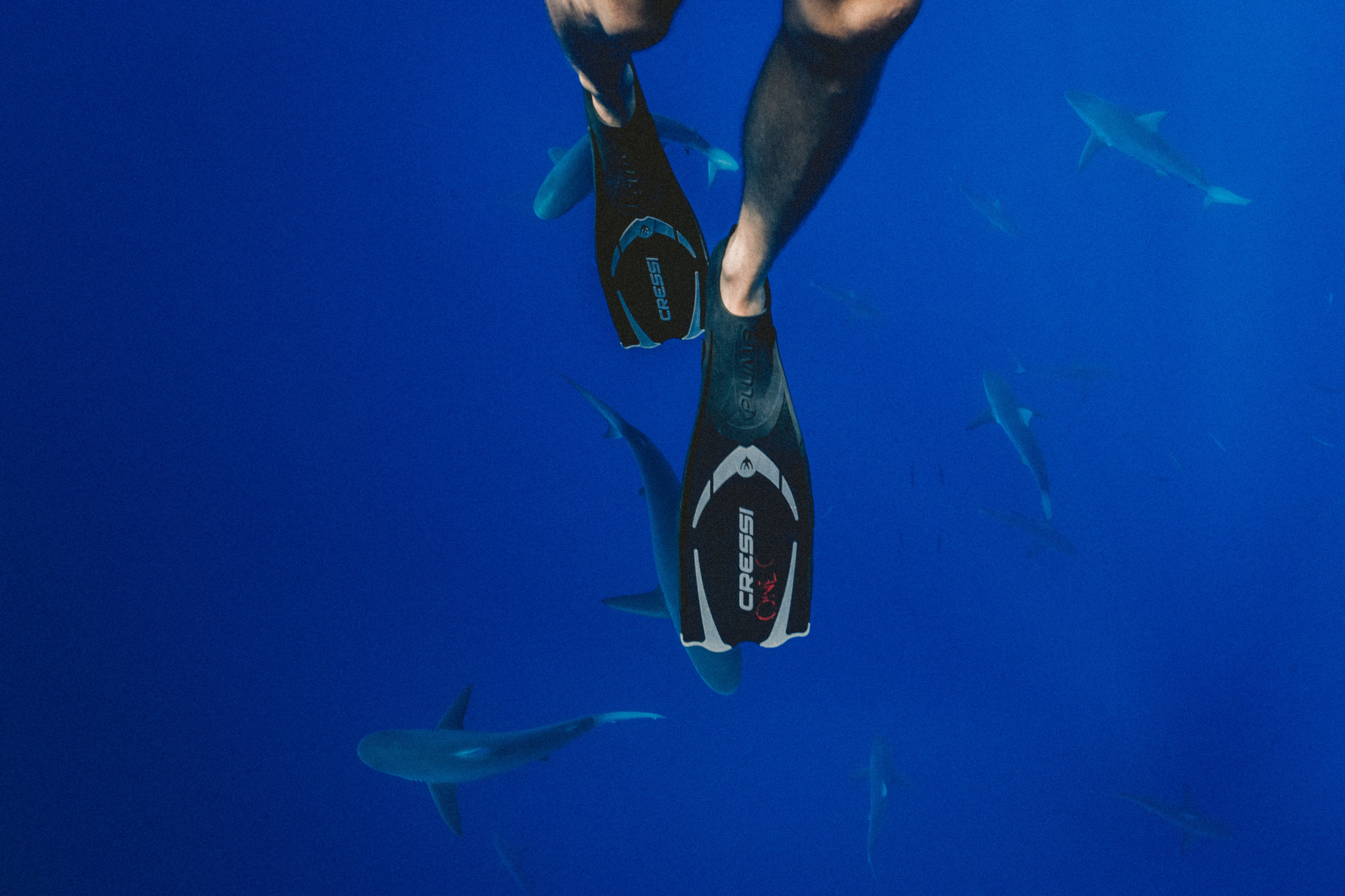 Eine Person schwimmt mit Flossen im blauen Ozean umgeben von Haien