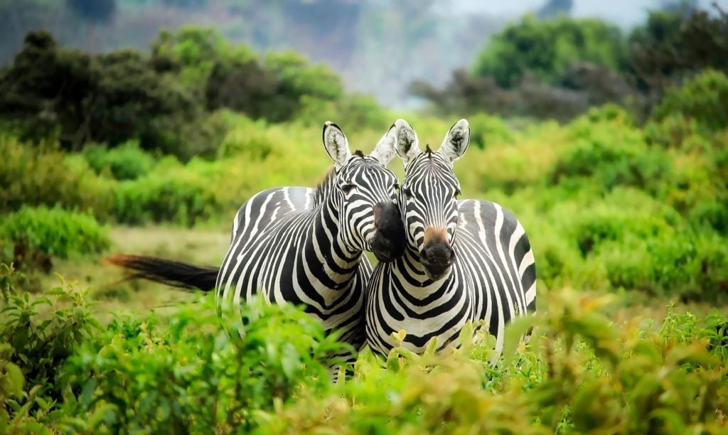 Allein als Frau reisen und Zebras in der Wildnis sehen.