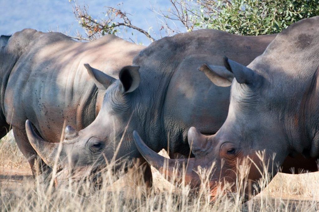 Die schönsten Orte in Südafrika: Nationalpark mit Nashörnern.
