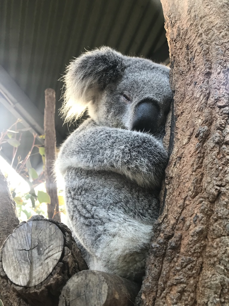 Koalas are a rare sight in nature today.