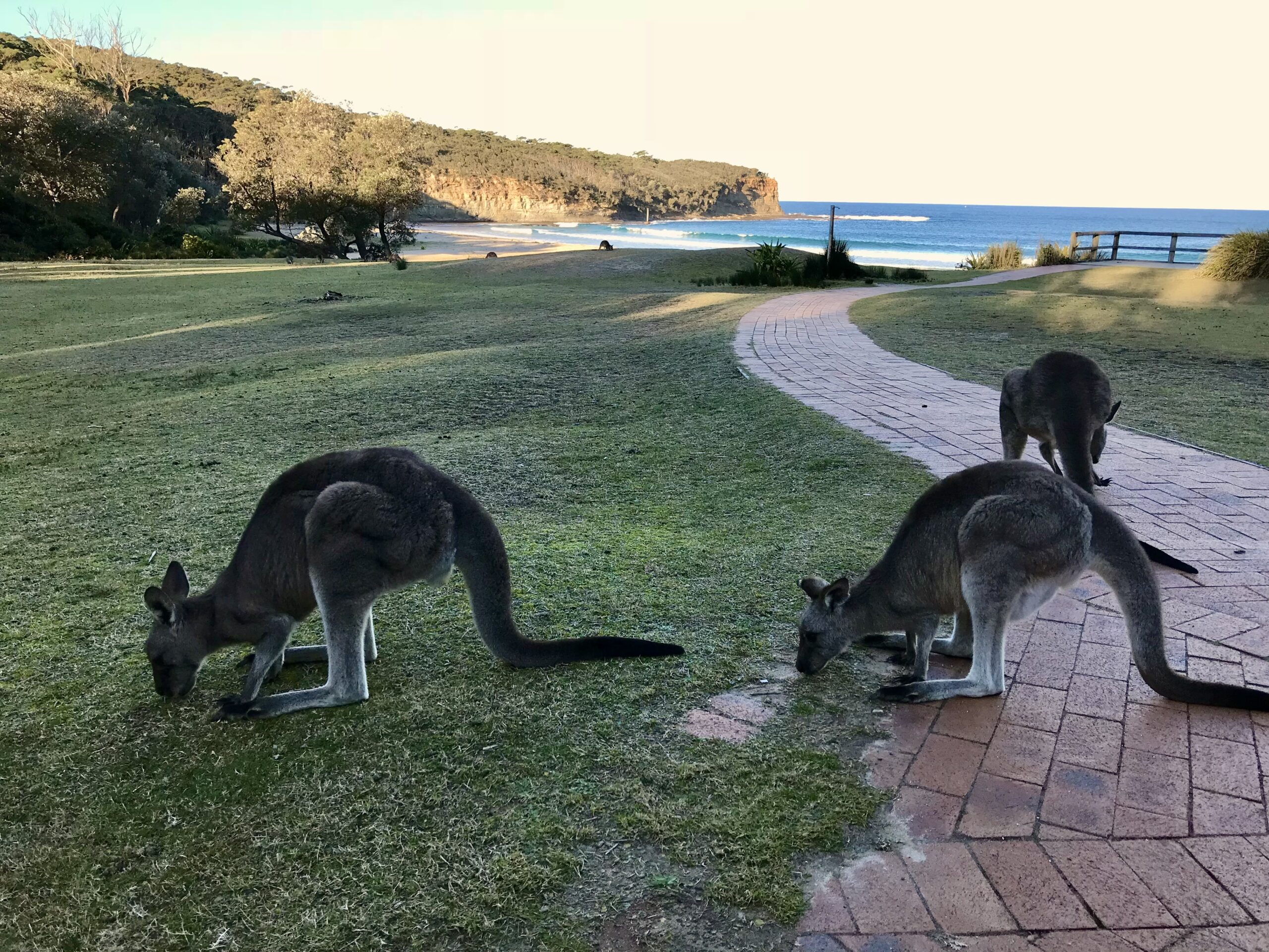 The Australia Travel Guide has all the critters you want - Kangaroos, parrots and koalas.